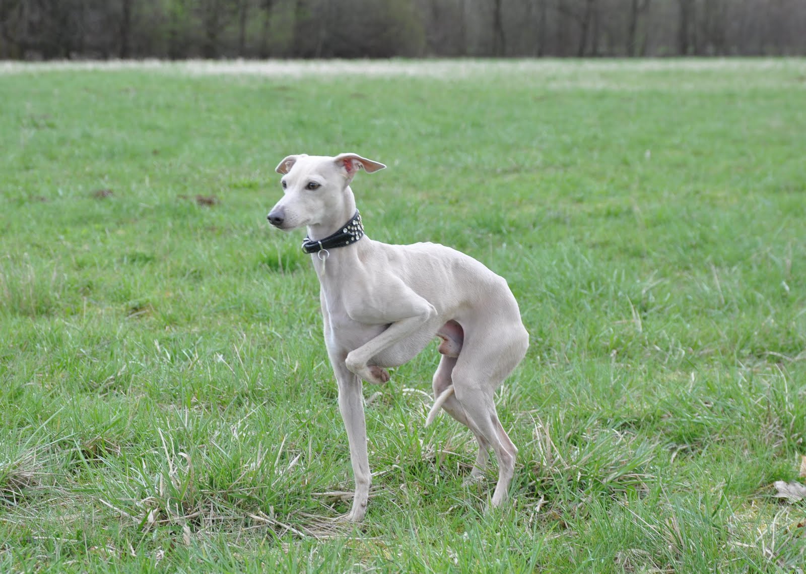 Greyhound Taljan