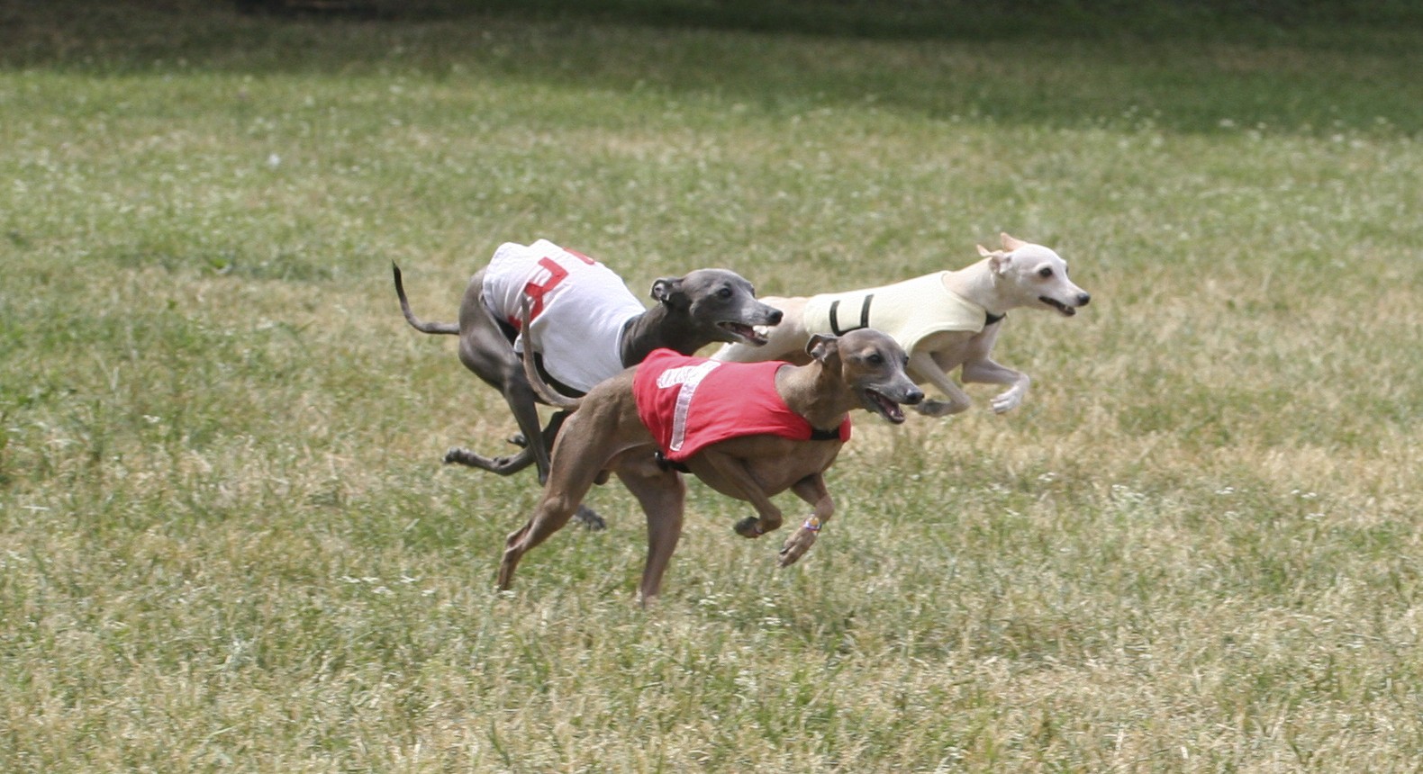 اطالوي greyhound hounds