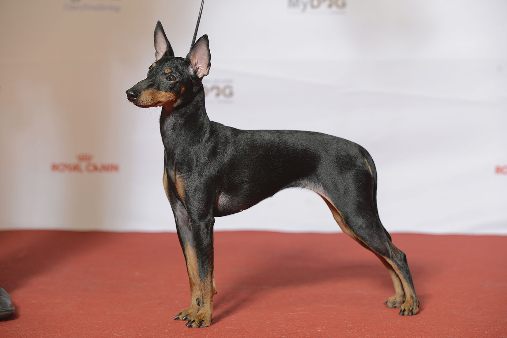 Anglisy toy terrier