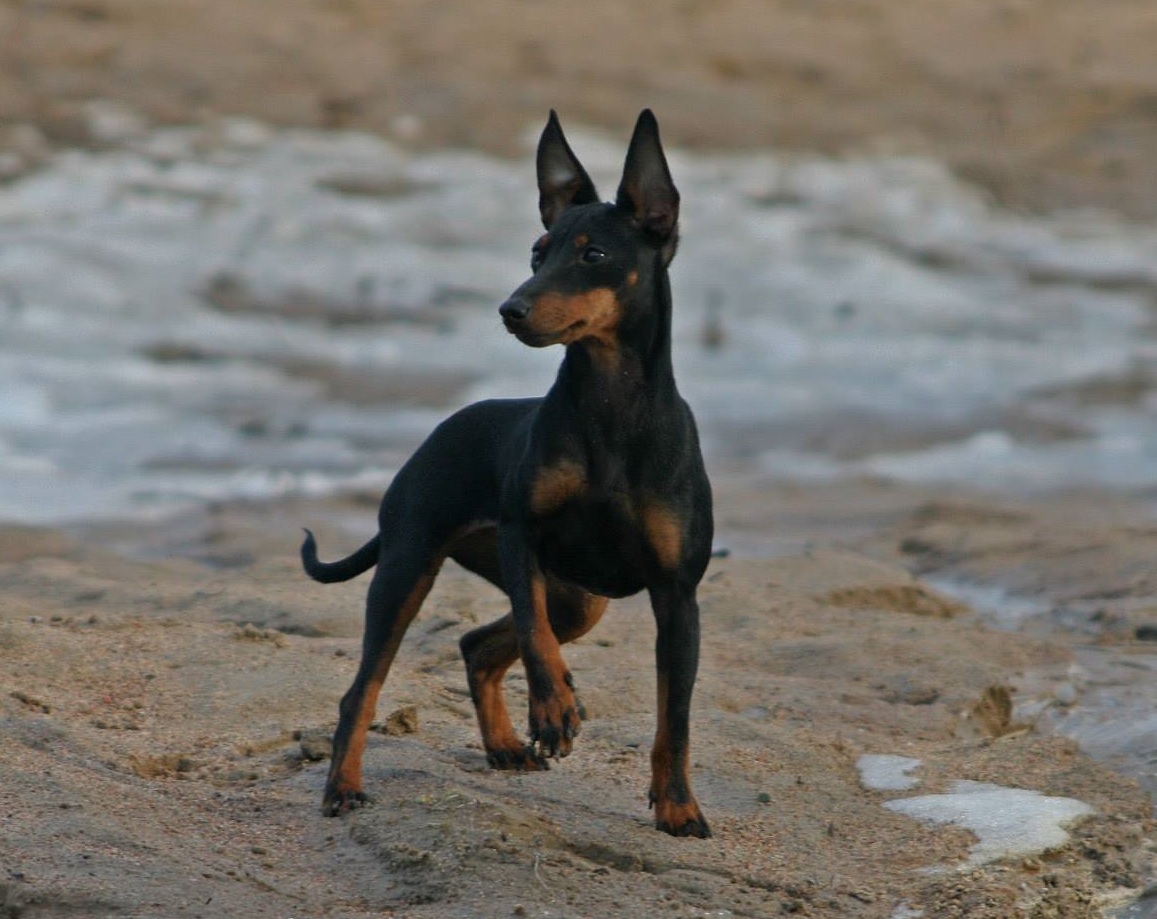Anglisy toy terrier
