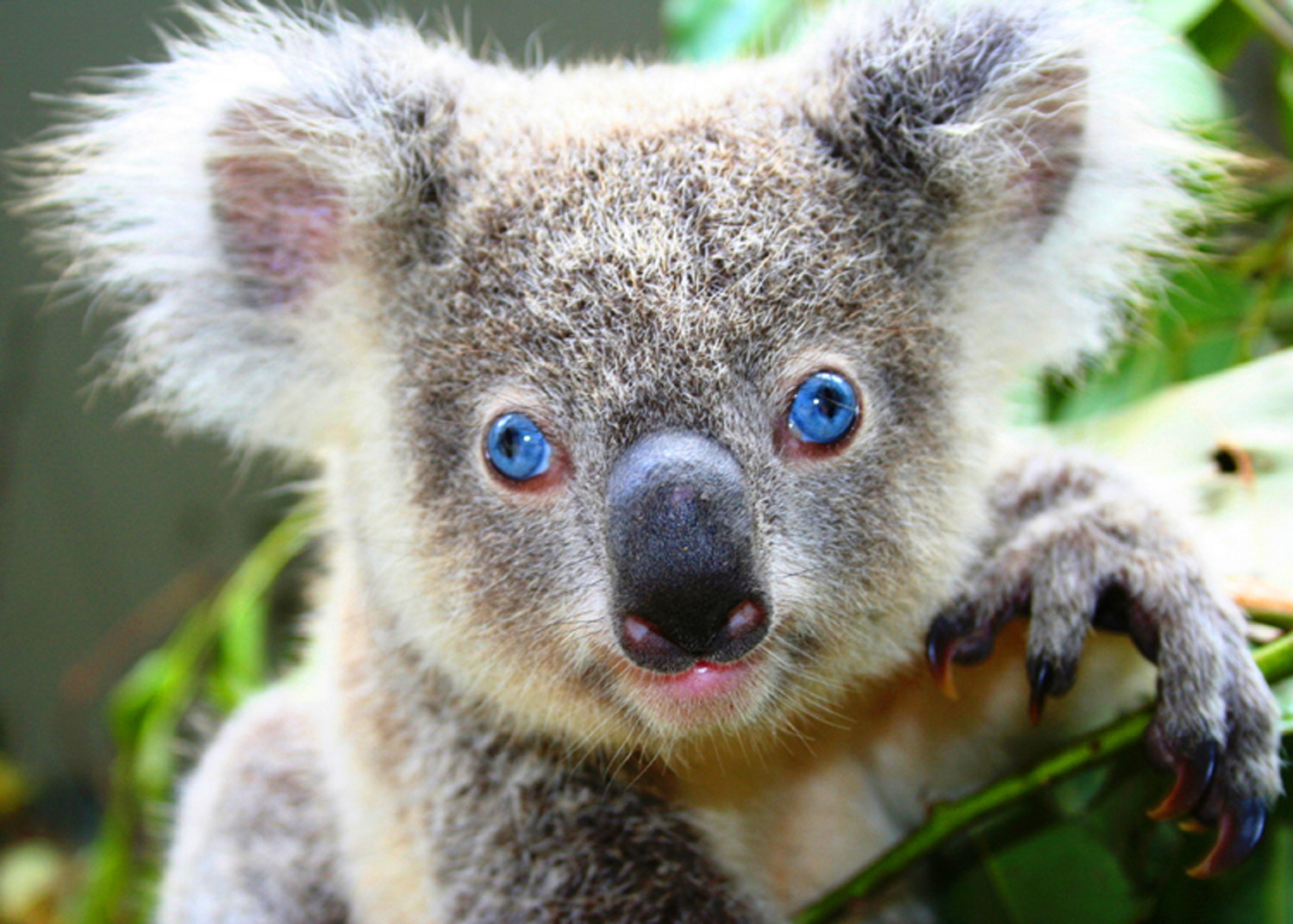 Blue-eyed koala