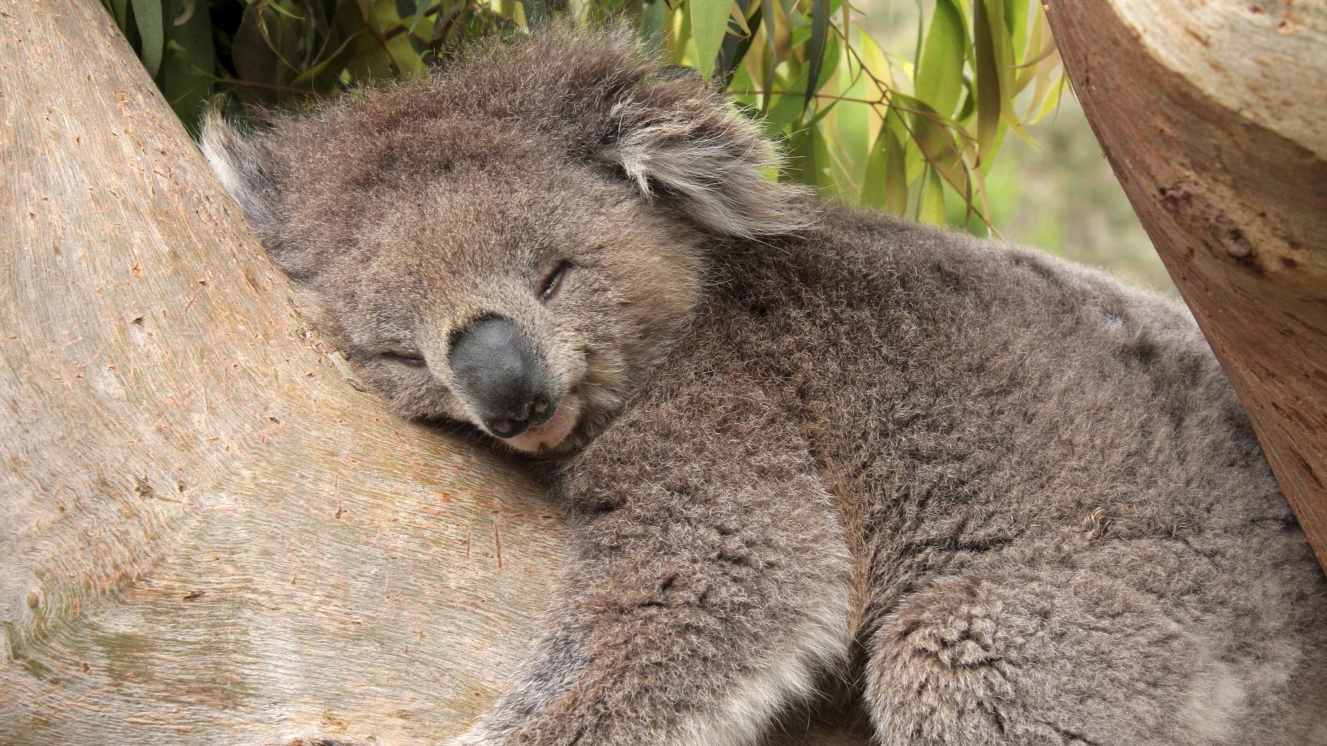 Photos of a sleeping koala
