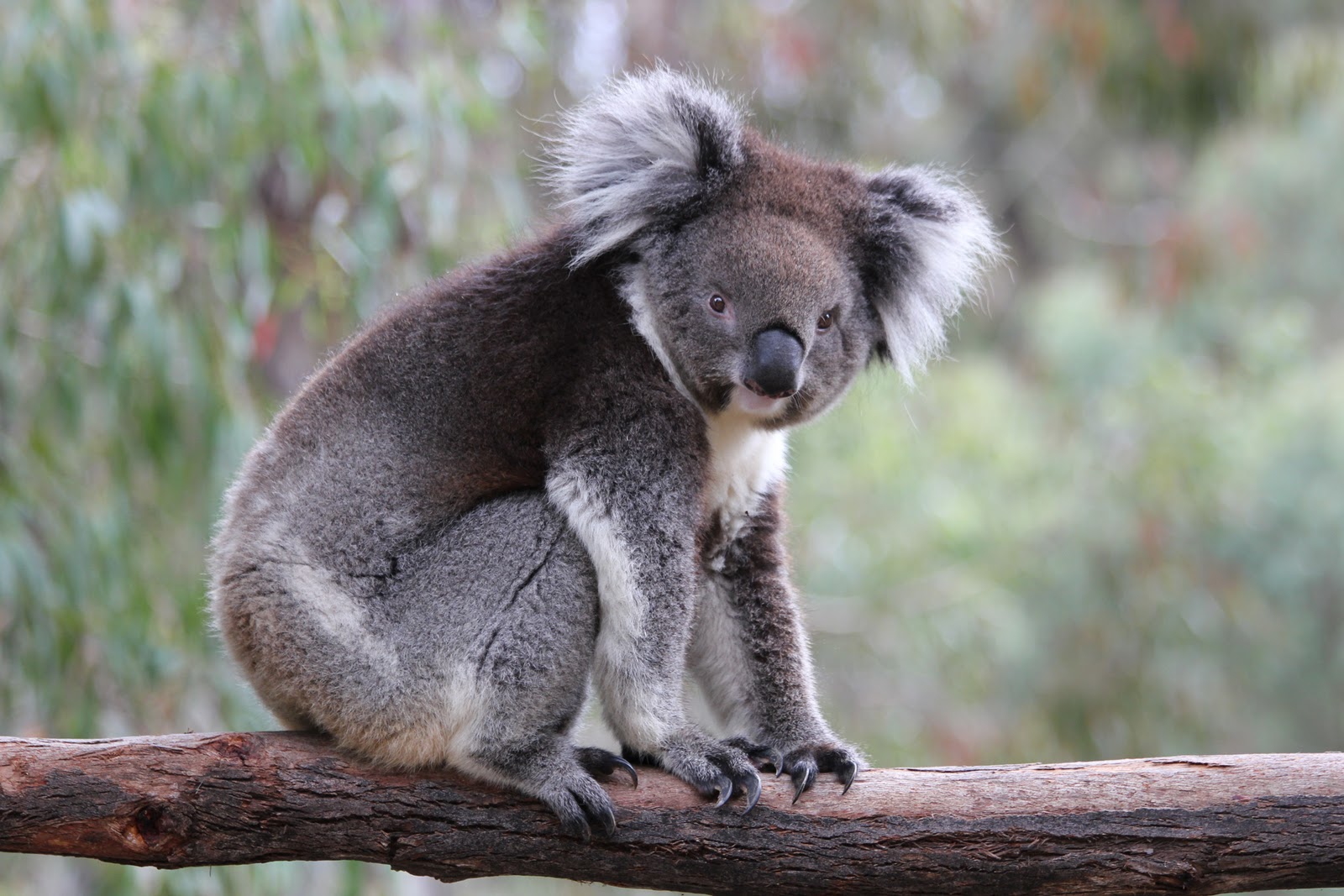 Koala or marsupial bear