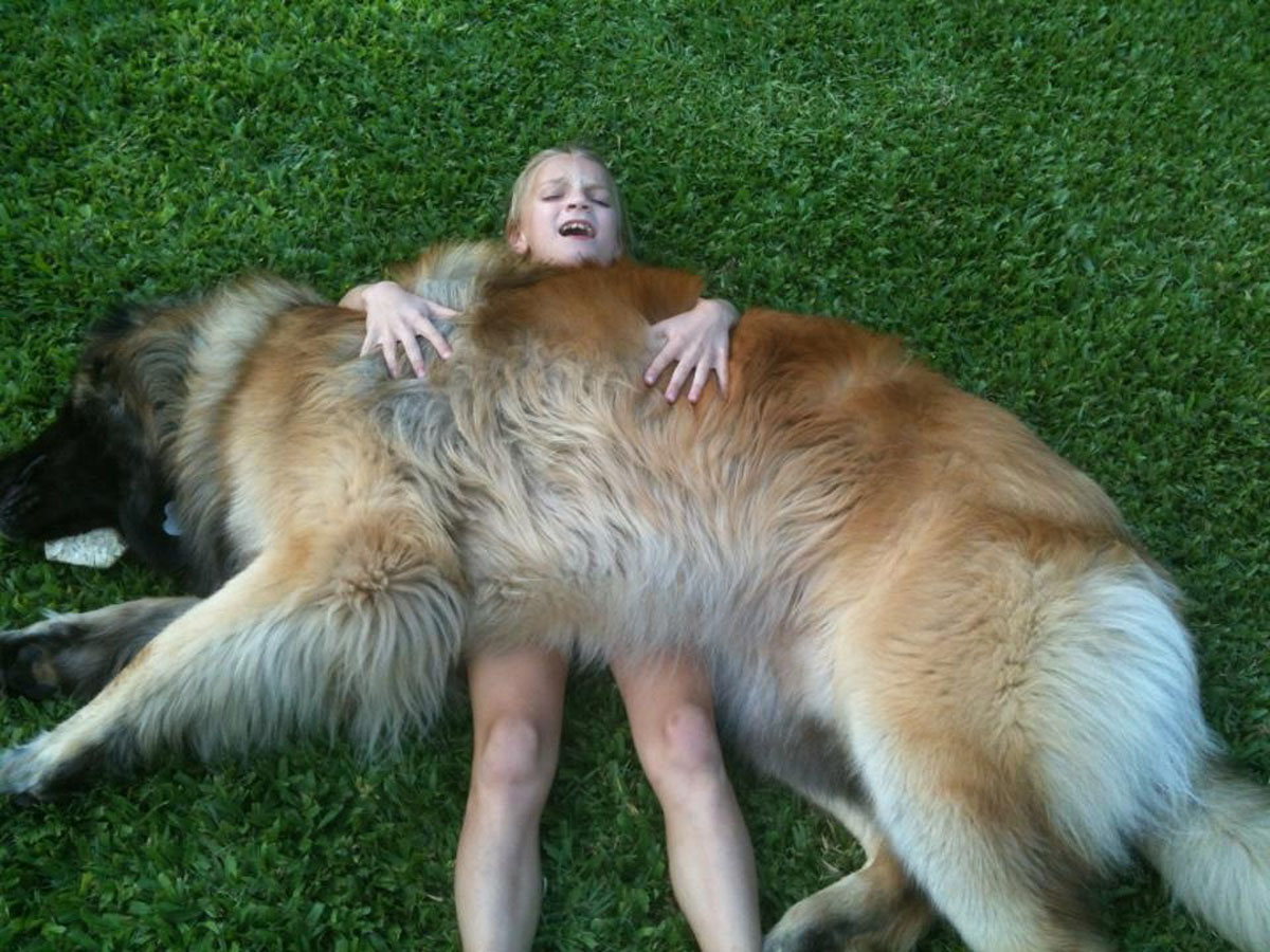 Leonberger rolled the girl