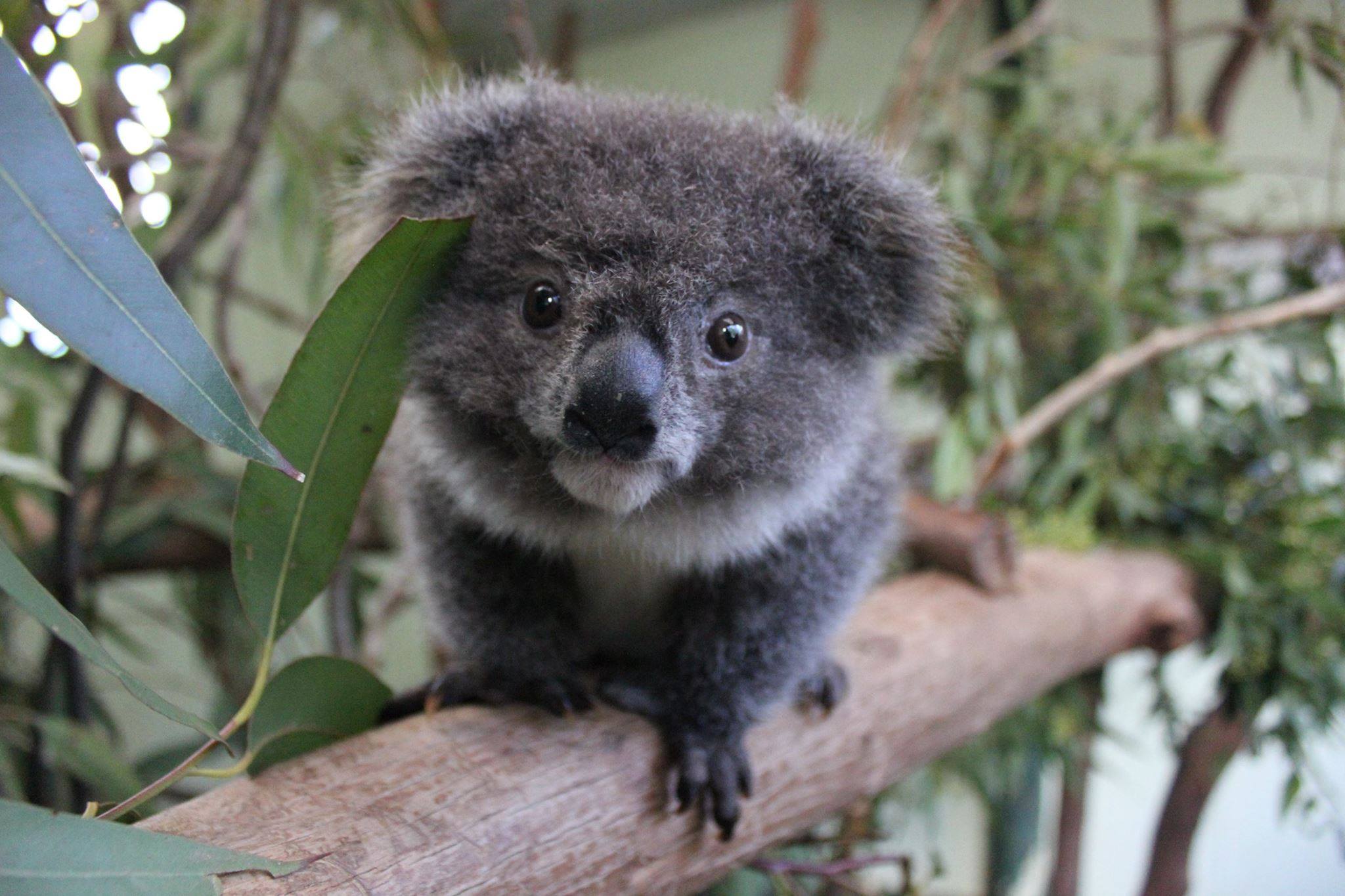Foto koala
