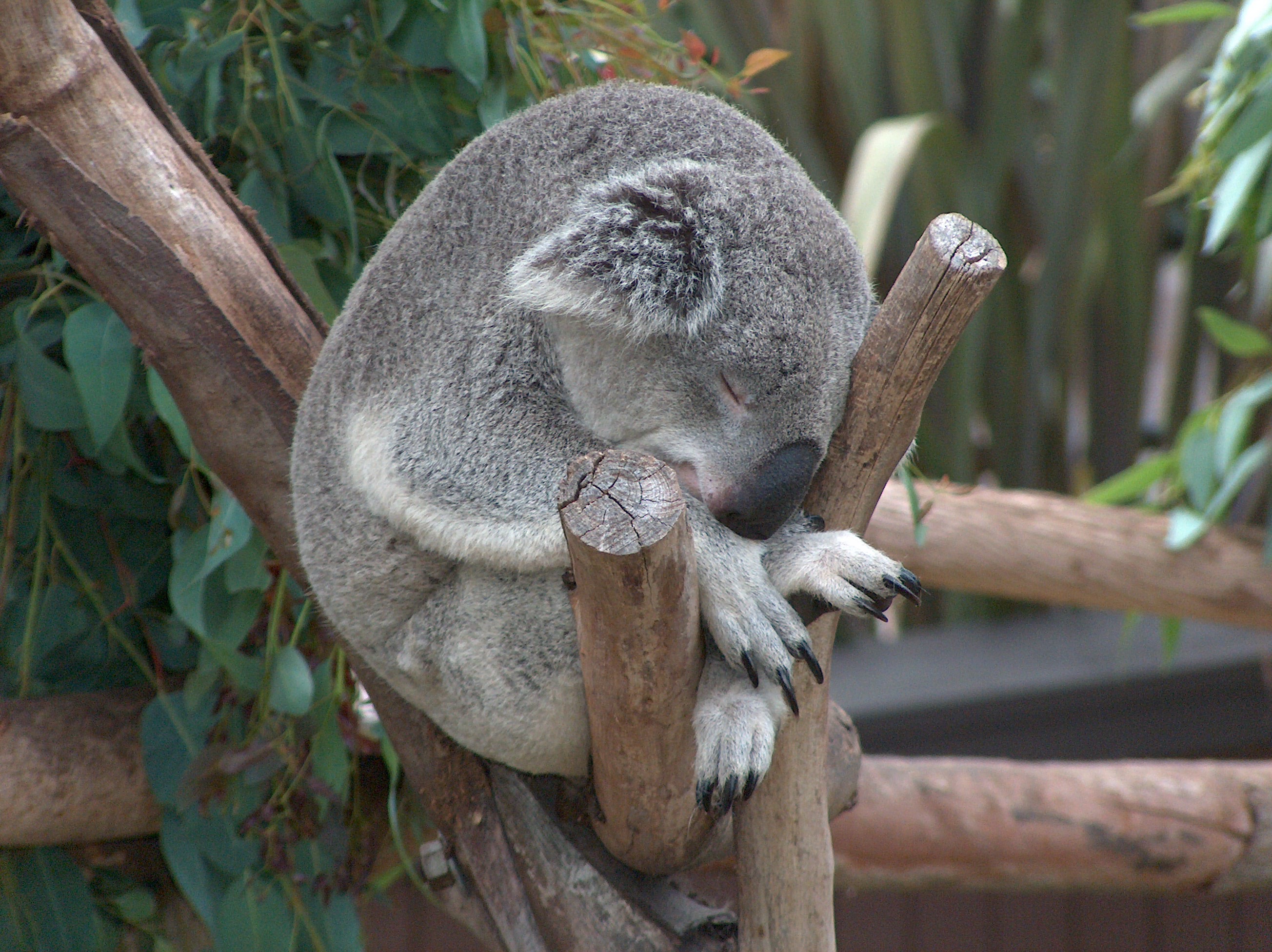 Koala spí ve stromu