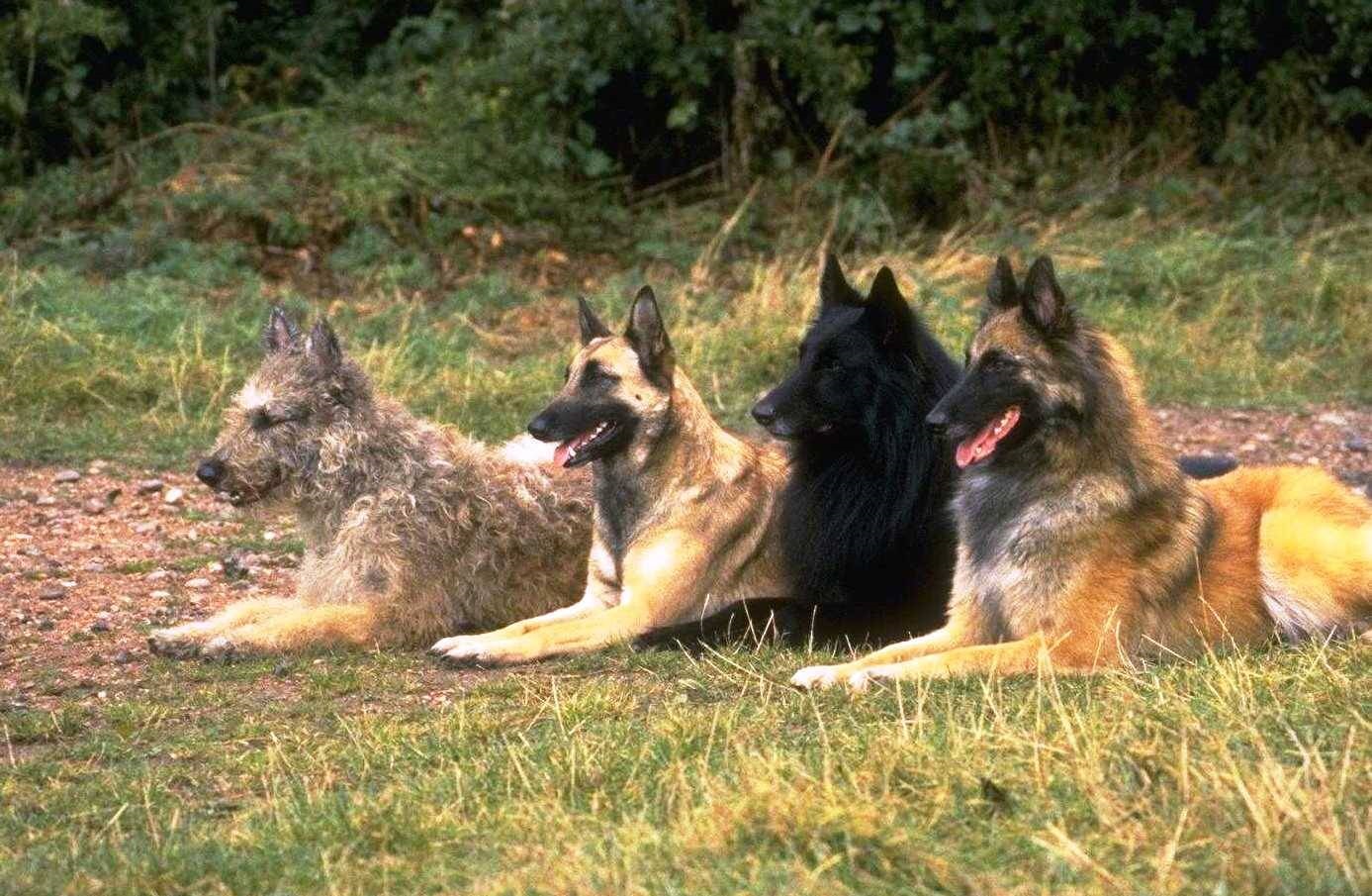 Βελγικά Ποιμενικά Σκυλιά