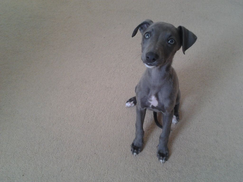 Puppy Whippet