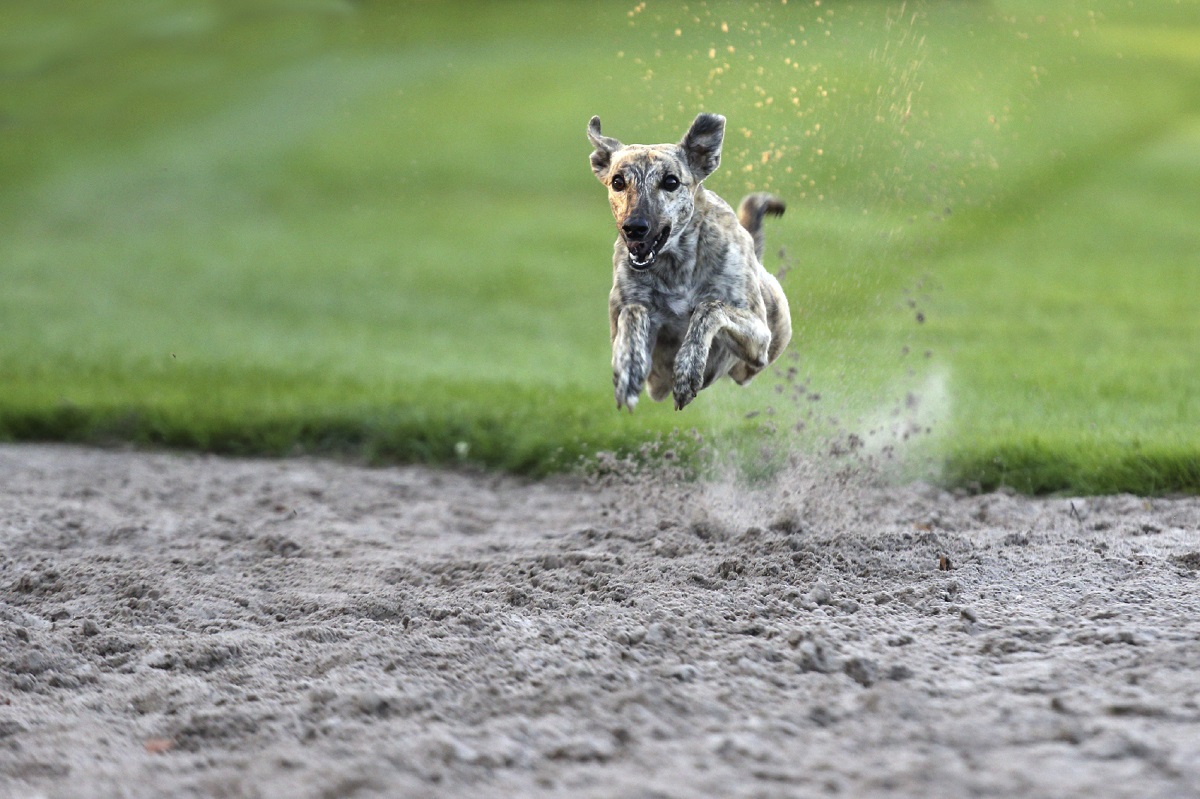 Zdjęcie: Greyhound Flying Dog