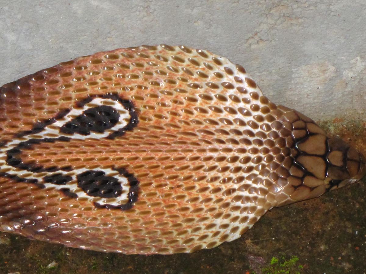 Figure in the form of points on the hood of the Indian cobra