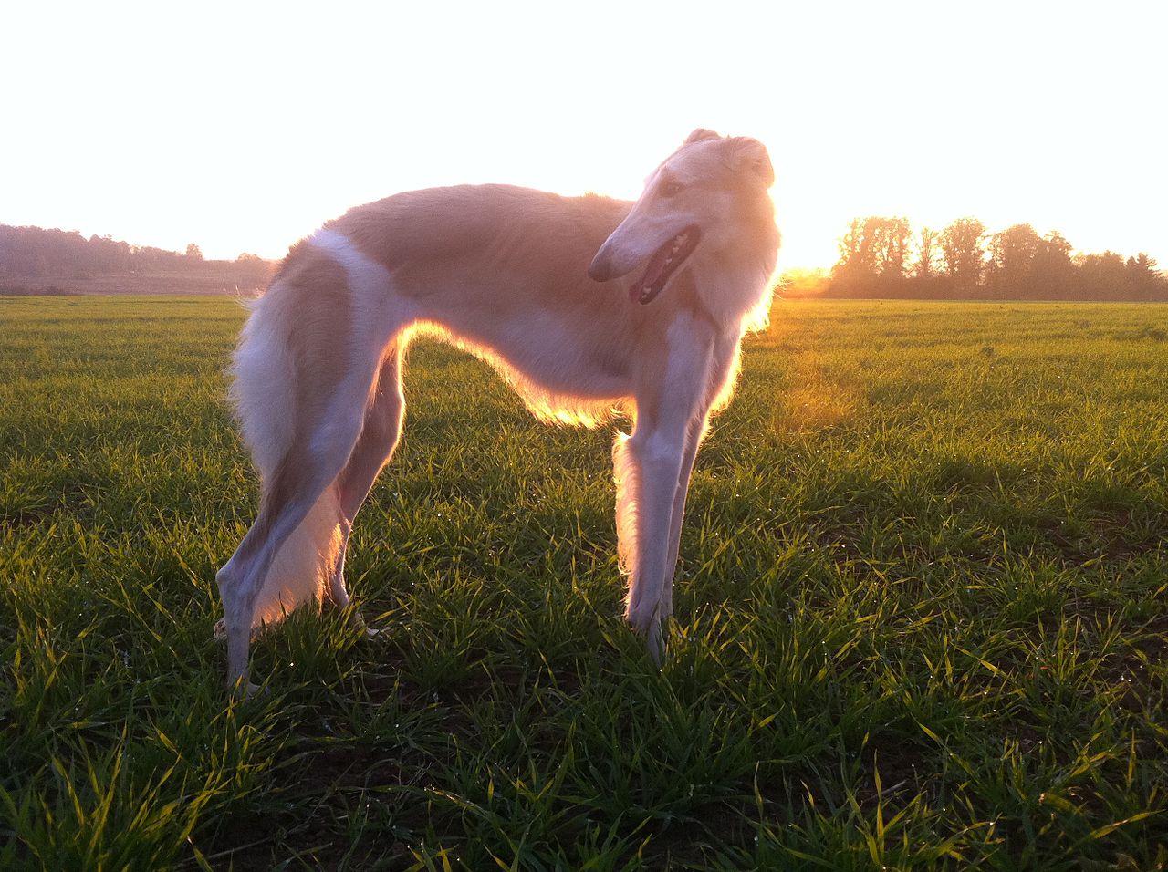 Greyhound in the rays of the setting sun