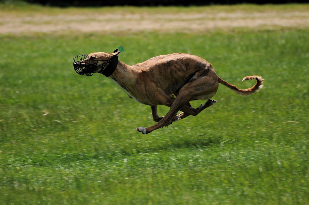 Greyhound while running