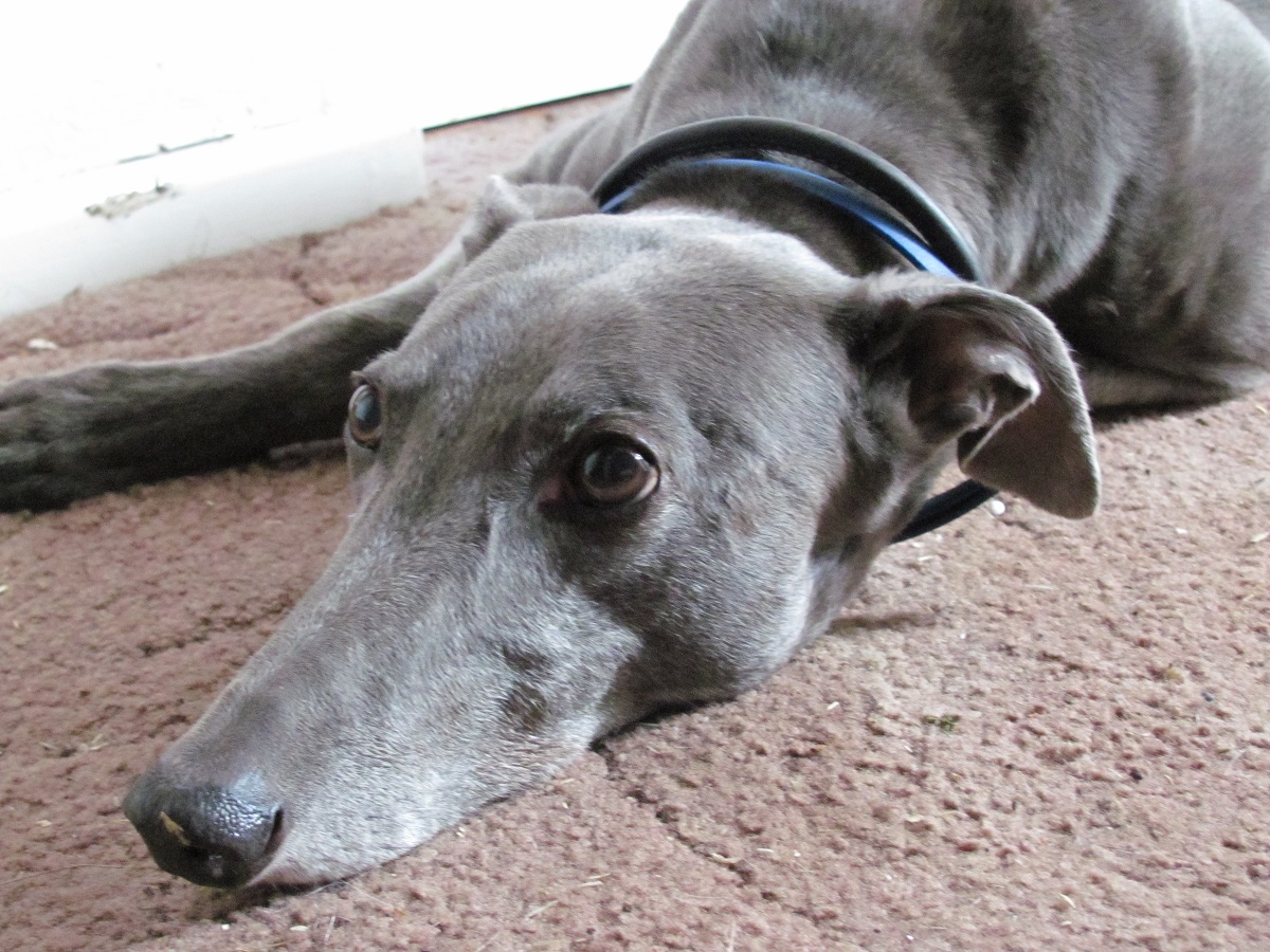 Greyhound: zdjęcie znudzonego psa