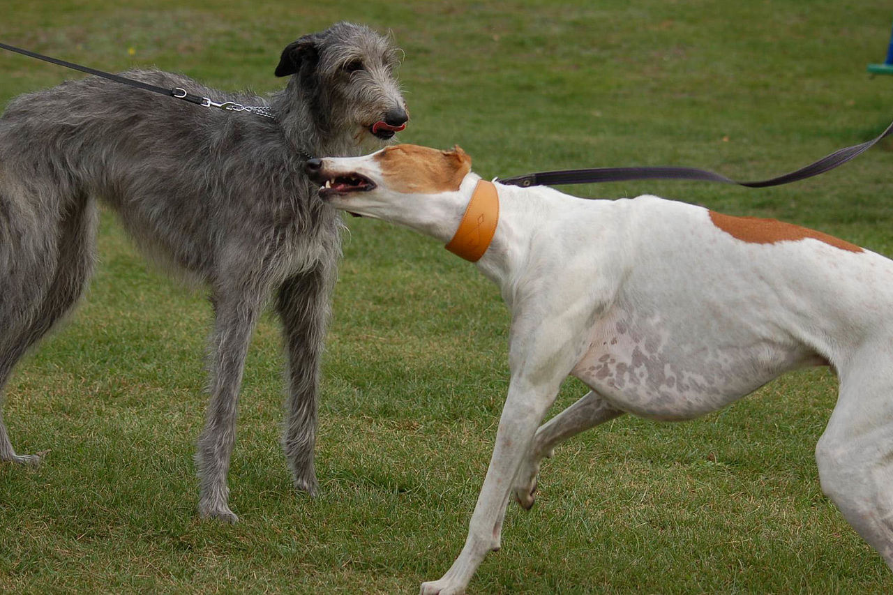 Greyhound i Dirhound
