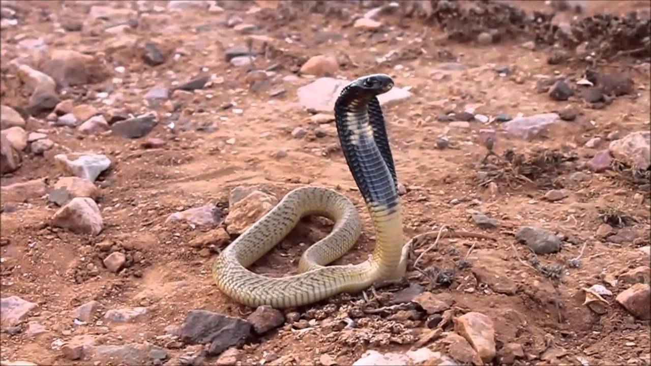 Egyptian cobra