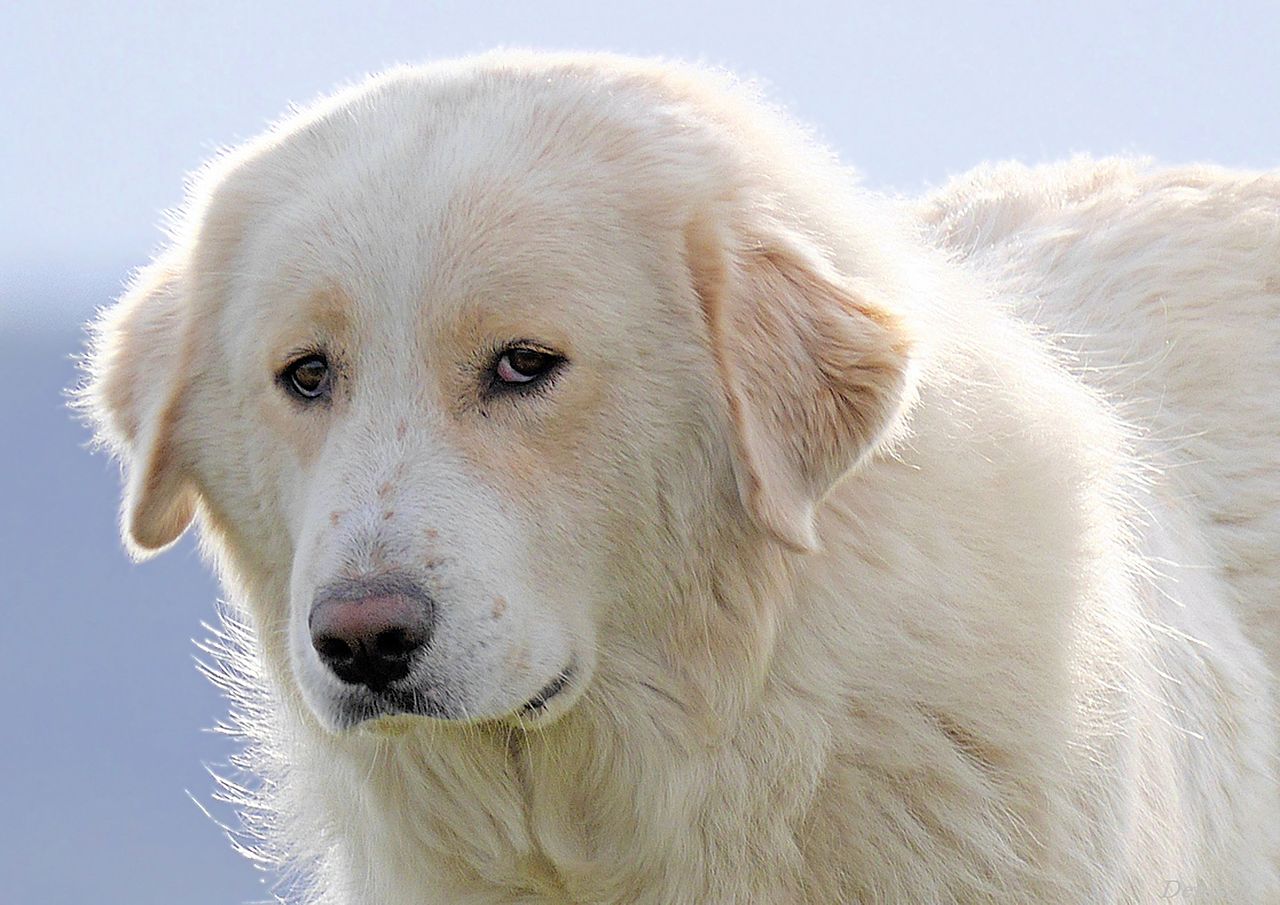 Pyrenean Mountain Dog με μια θλιβερή ματιά