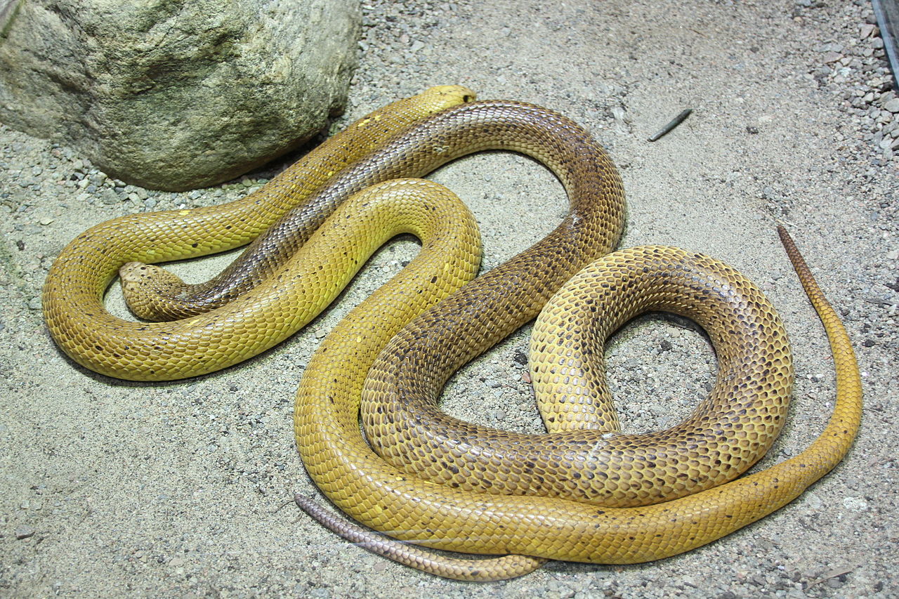 Cape Cobras of different colors