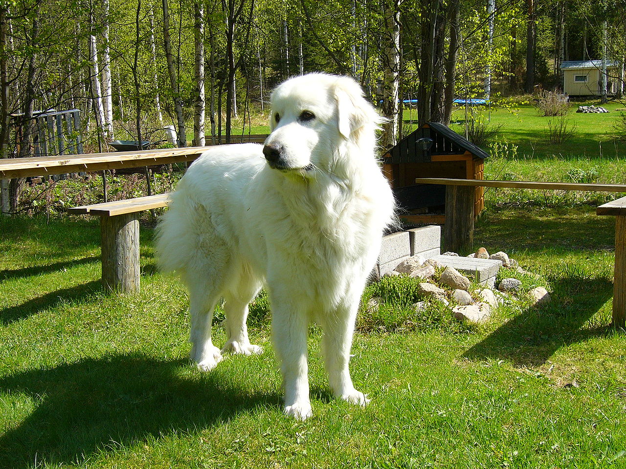 Фото піренейським гірським собаки
