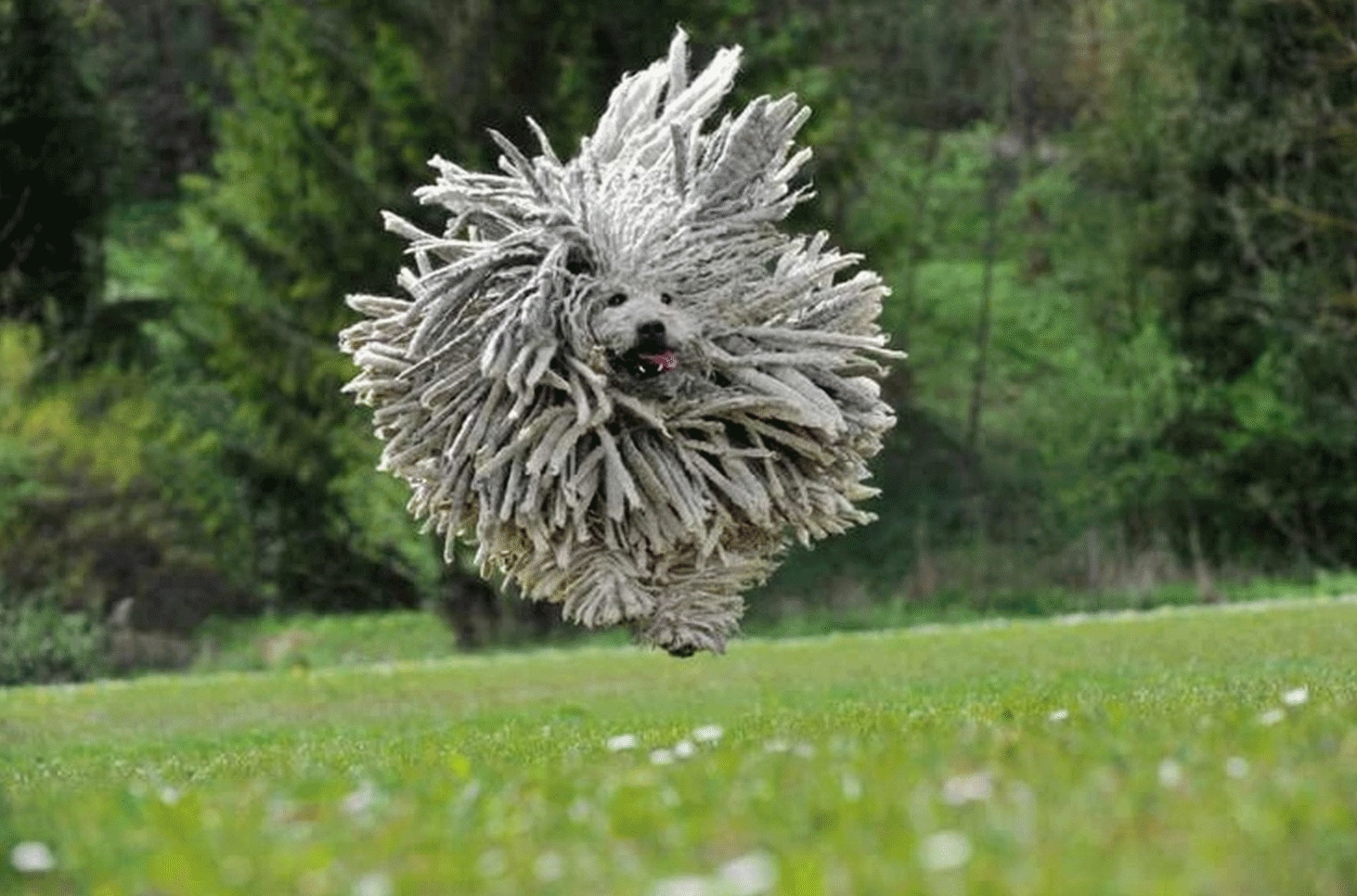 Hungarian Sheepdog - Komondor in flight
