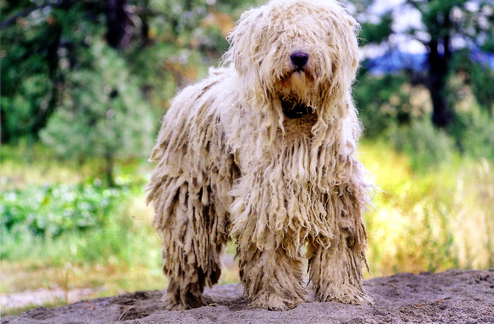 Cão pastor húngaro - Komondor