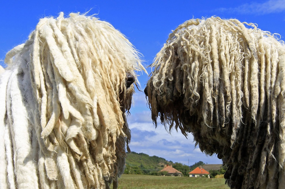 Ουγγρικά πρόβατα - Komondor