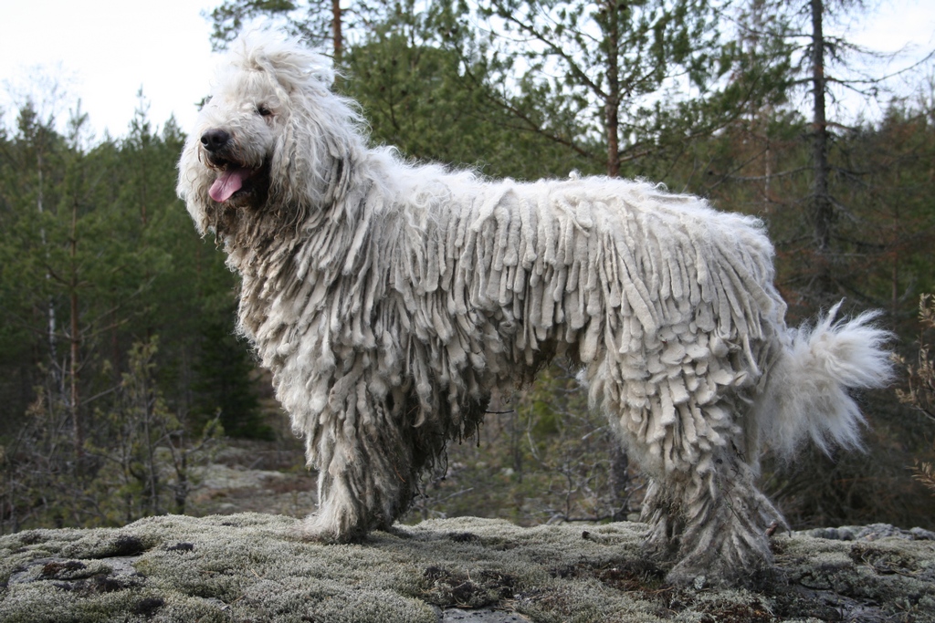 Hungary Sheepdog - Komondor