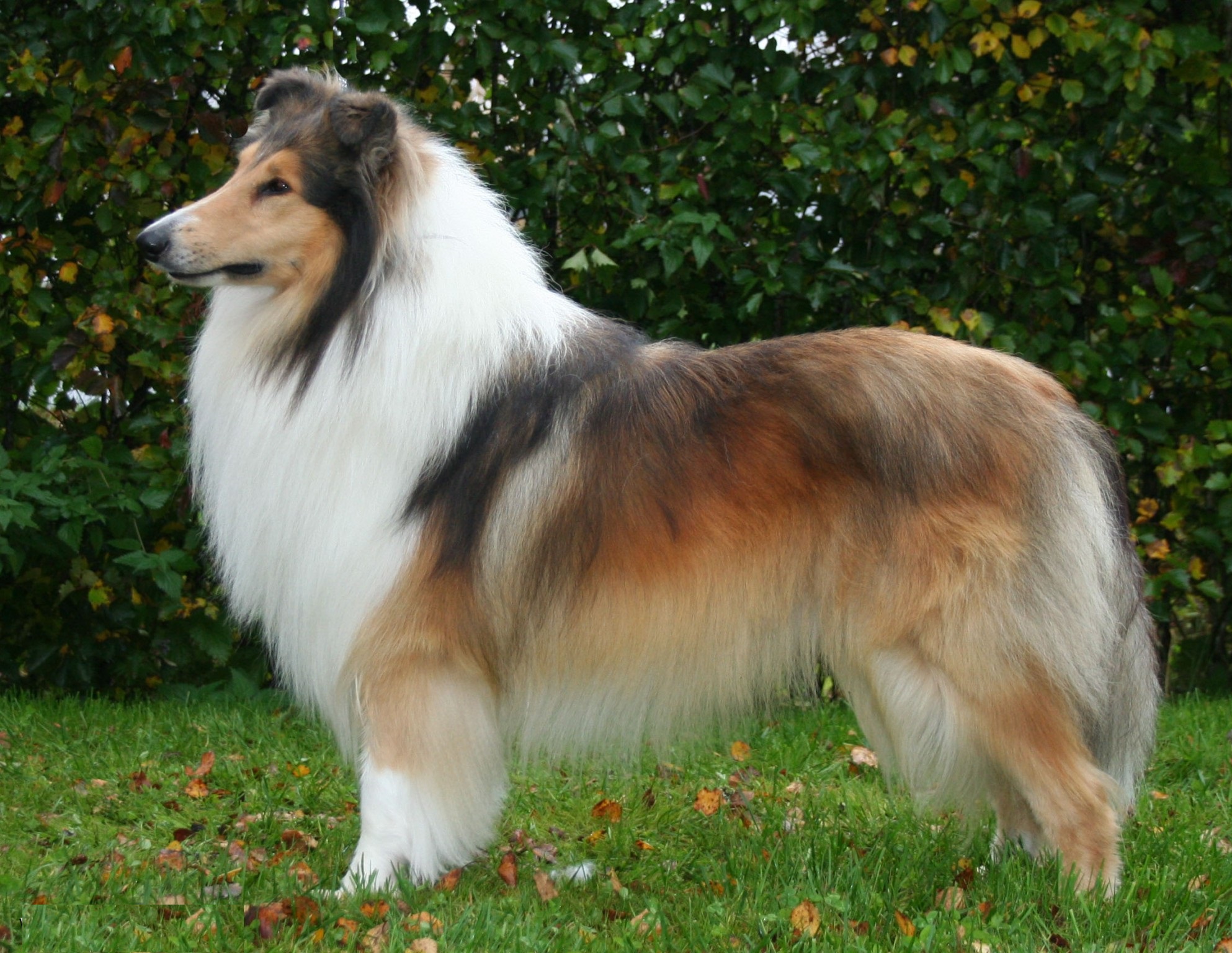 Collie (perro pastor escocés)