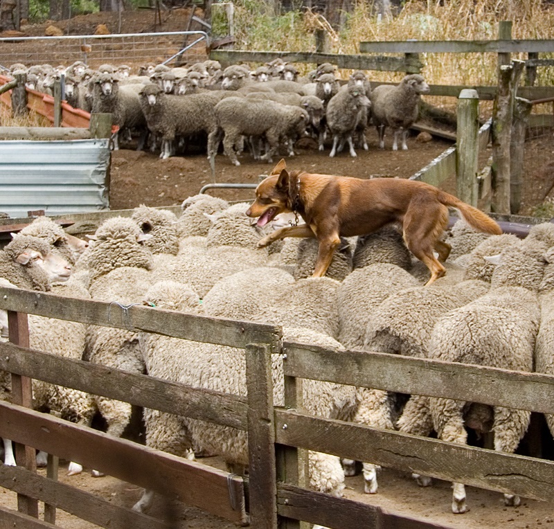 Australijska Kelpie biegnąca na grzbiecie owiec