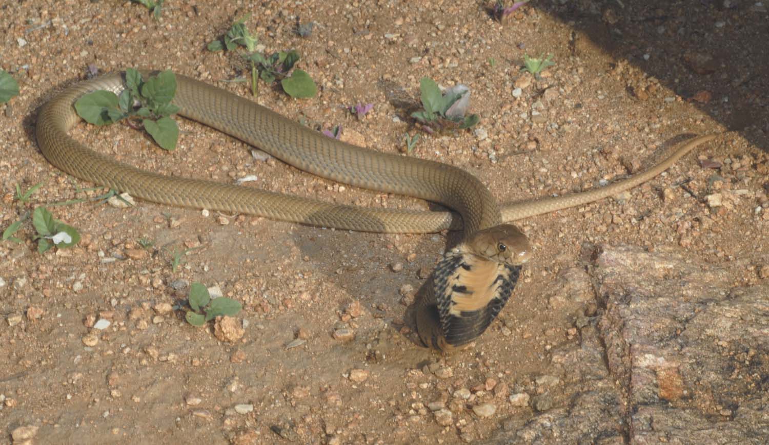 Mozambican cobra