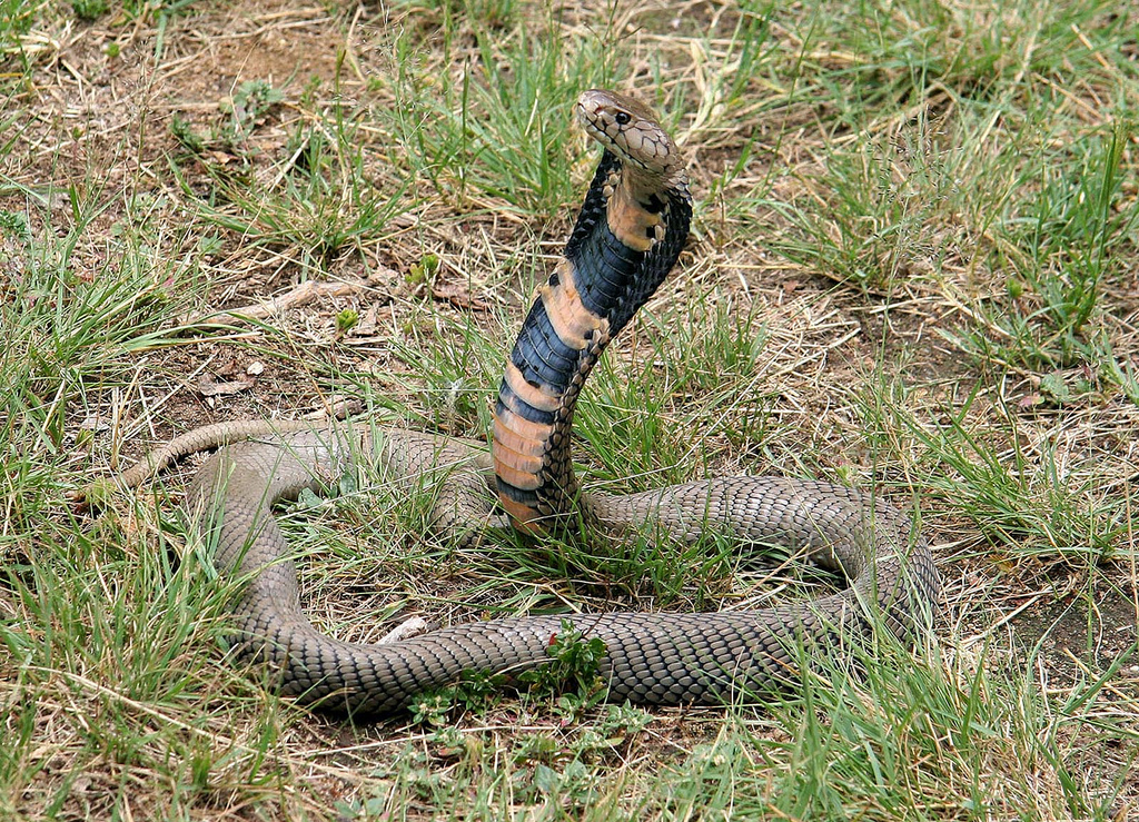 Mozambican cobra