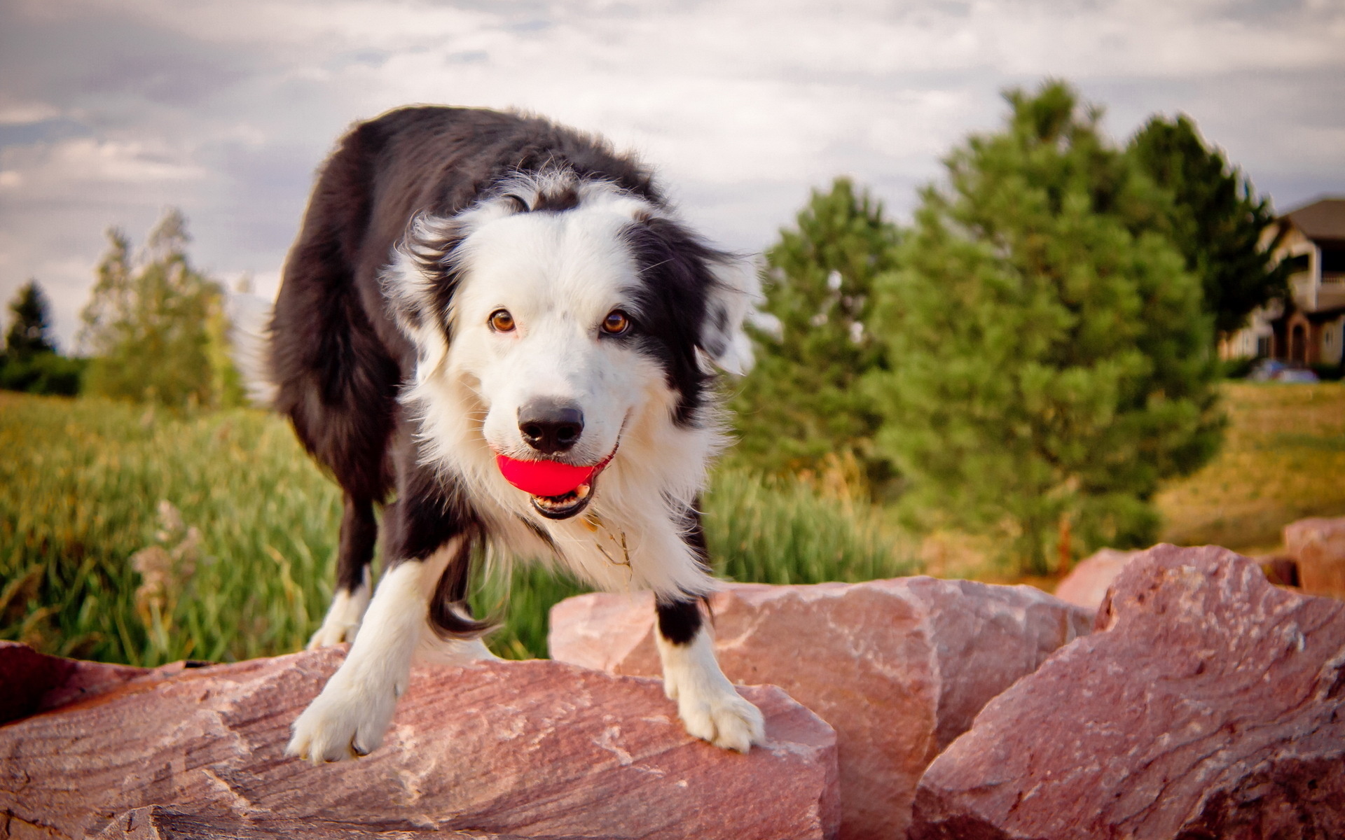 Australian Shepherd with toy in the mouth