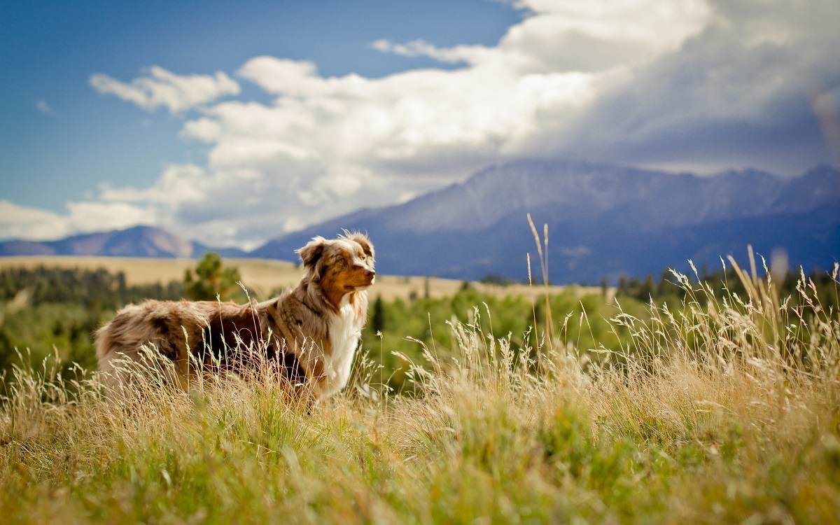 Photo: Australian Shepherd in the mountains