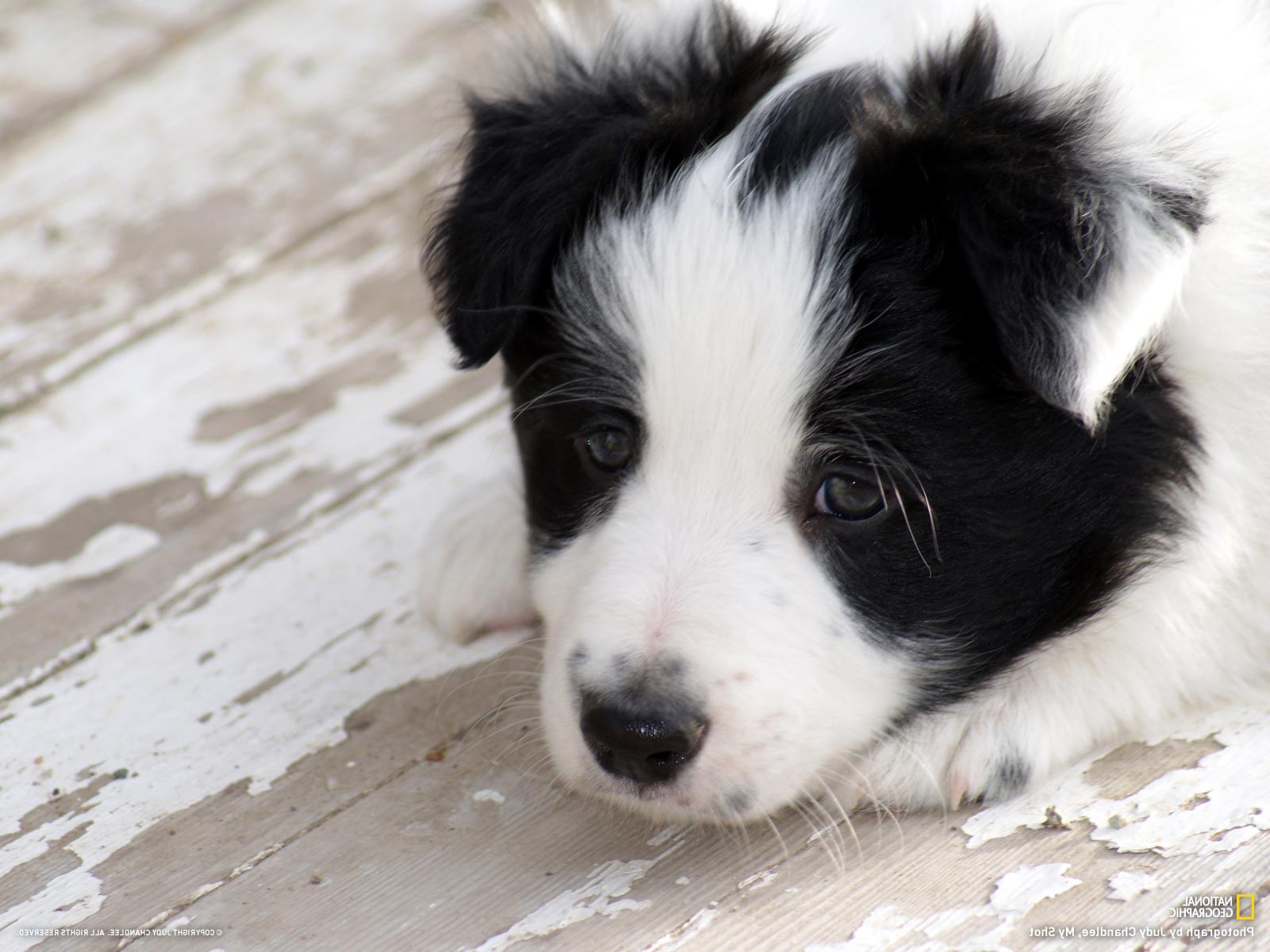 Border collie-puppy