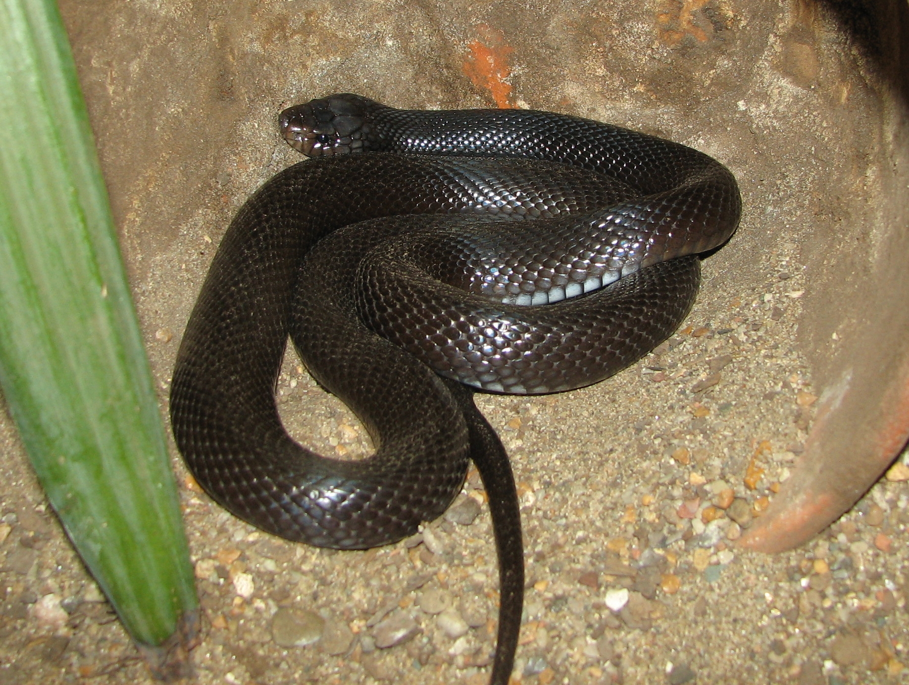 Egyptian desert cobra