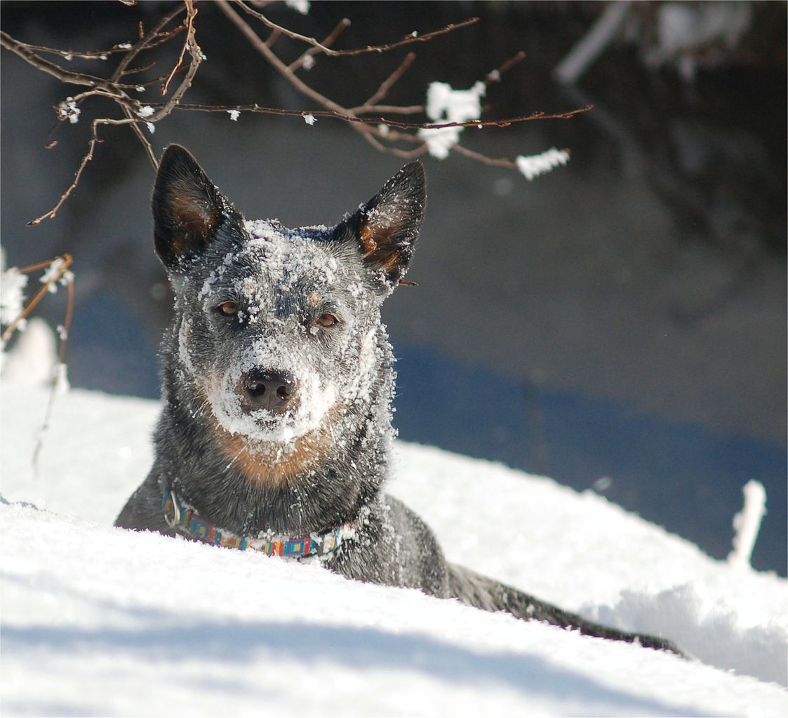 Αυστραλιανό σκυλί βοοειδών: φωτογραφία στο χιόνι