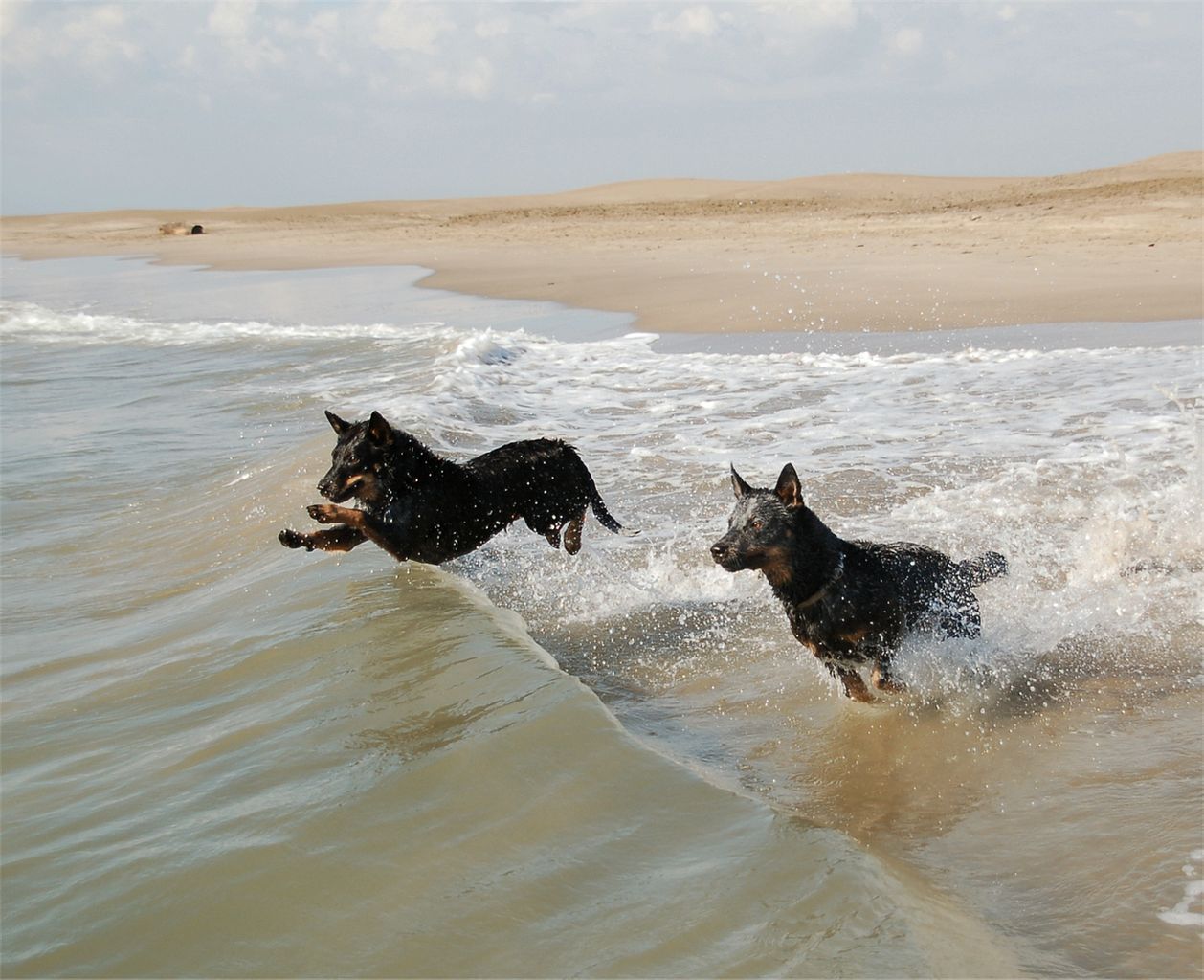 Zdjęcie: Australijskie psy pasterskie biegną do pływania