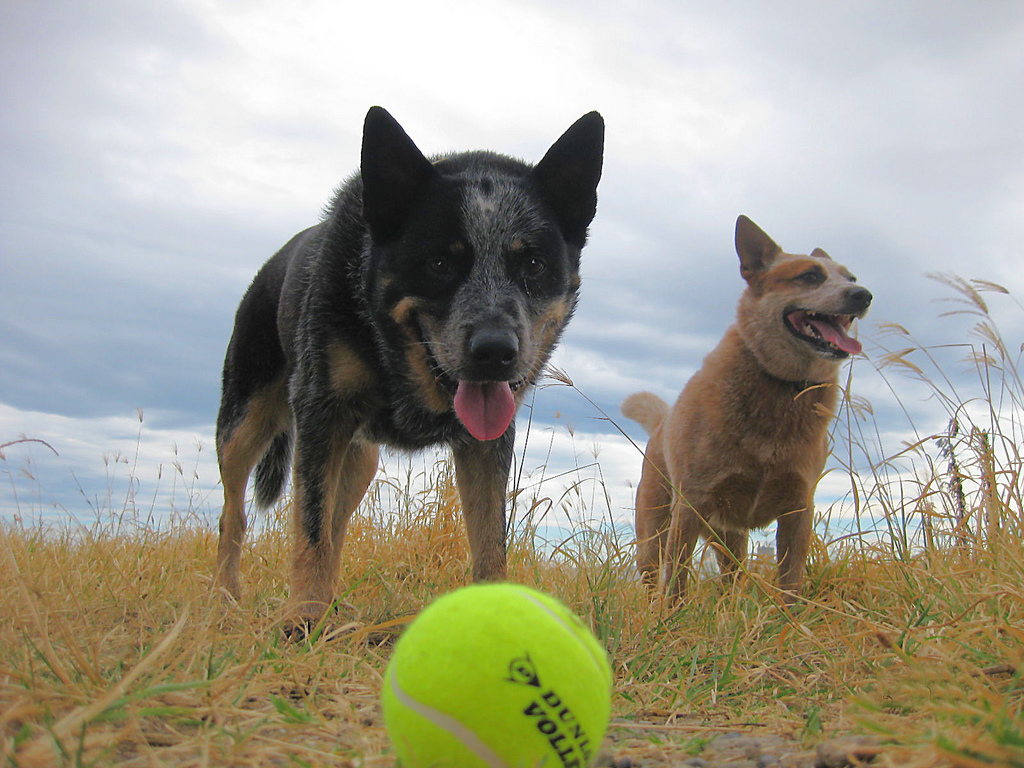 Αυστραλιανά σκυλιά βοοειδών και μπάλα