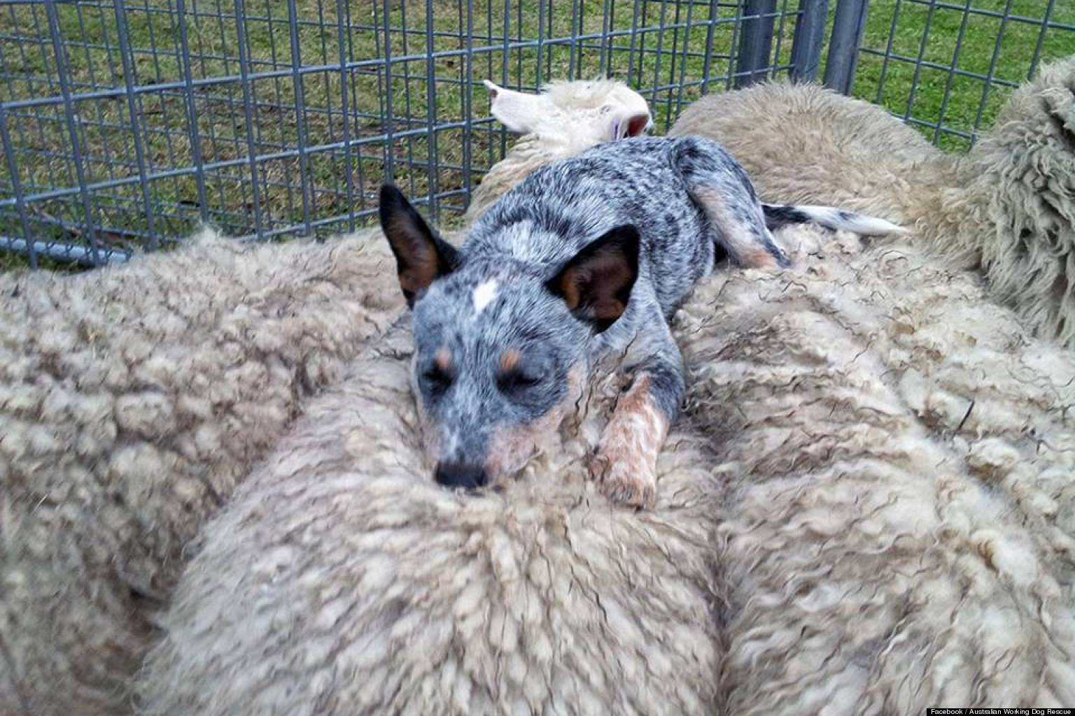 Australijski pies pasterski spoczywający na grzbiecie owiec