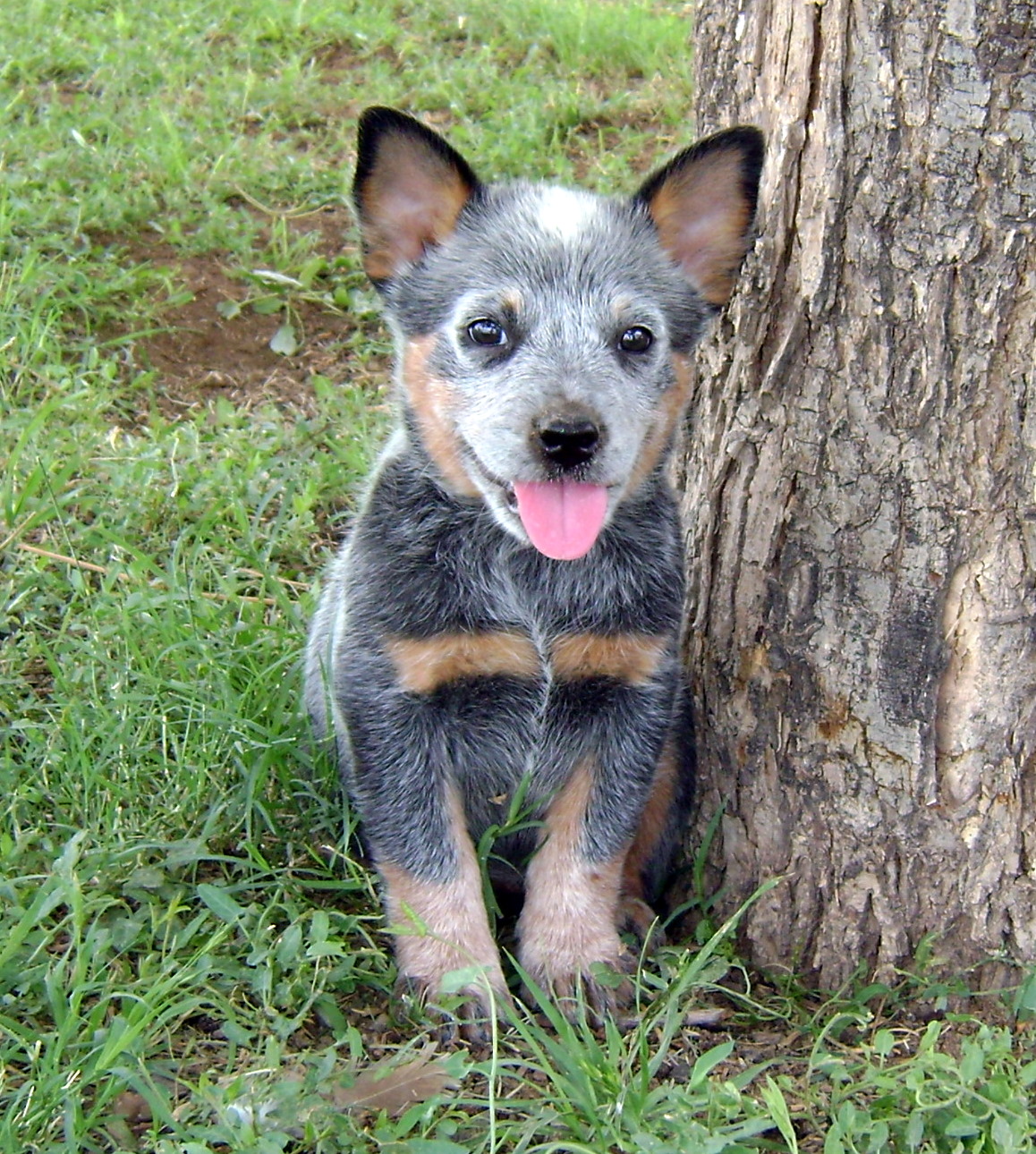 Όμορφο κουτάβι αυστραλιανό βοσκό σκυλί