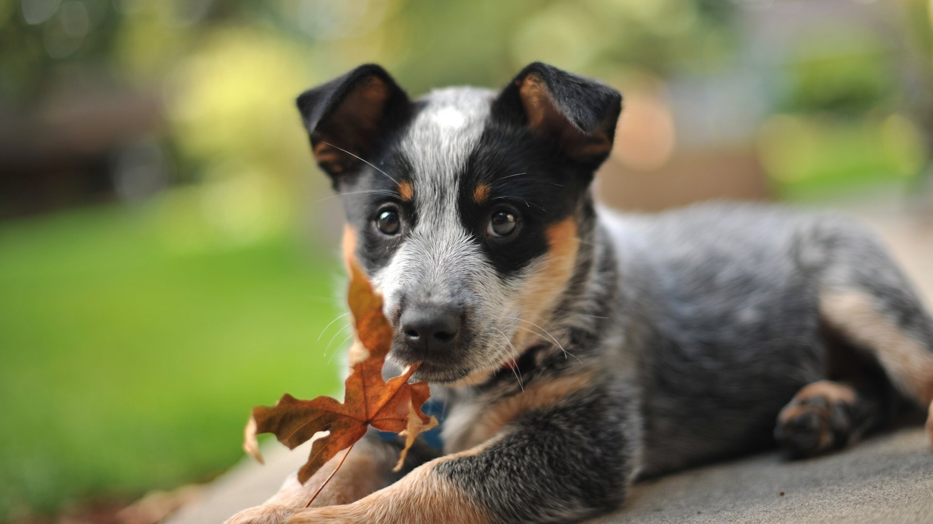 Αυστραλιανό κουτάβι μικρού σκύλου Shepherd Dog