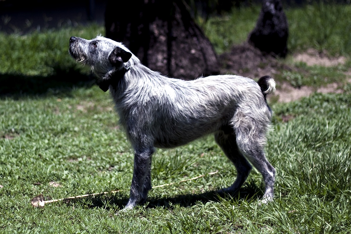 Anjing Ternak Australia Ekor Pendek