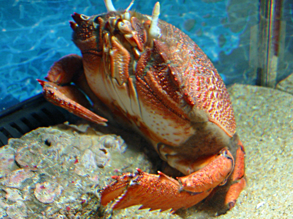 I-crab ehlukile