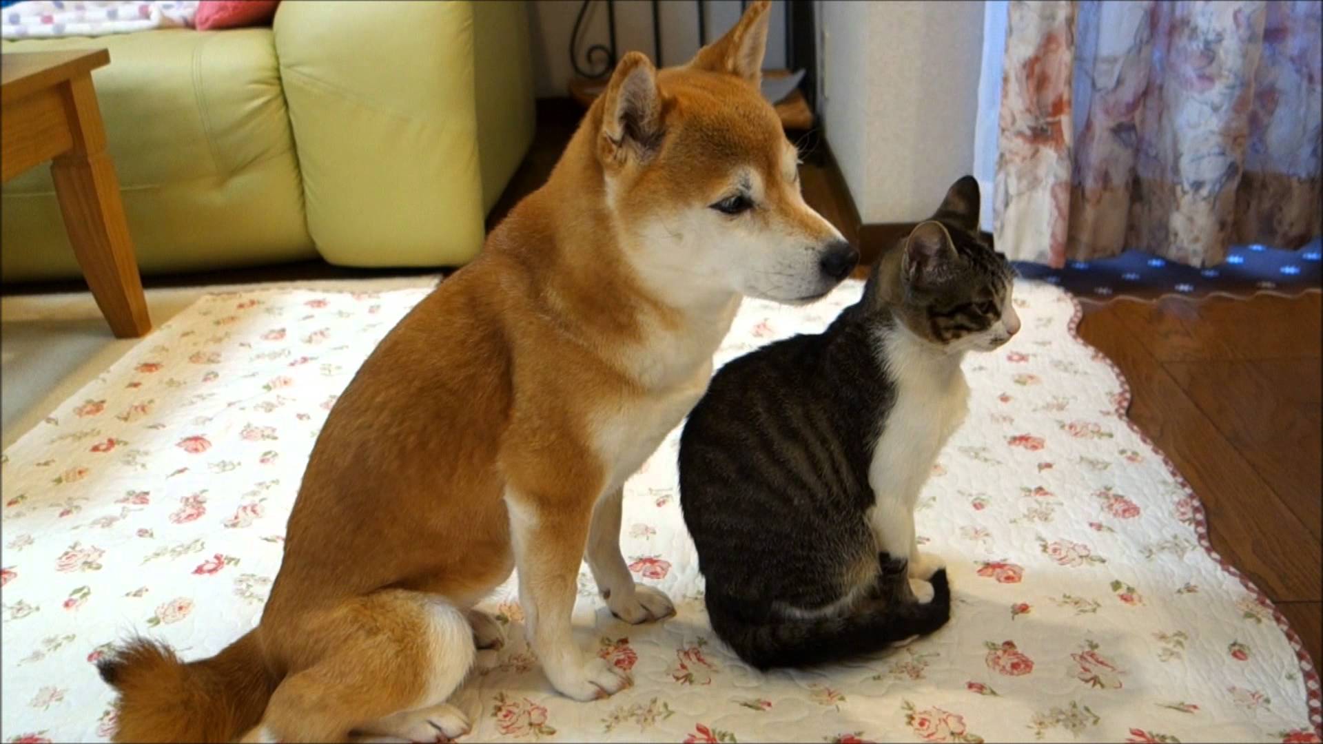 Shiba Inu με μια γάτα