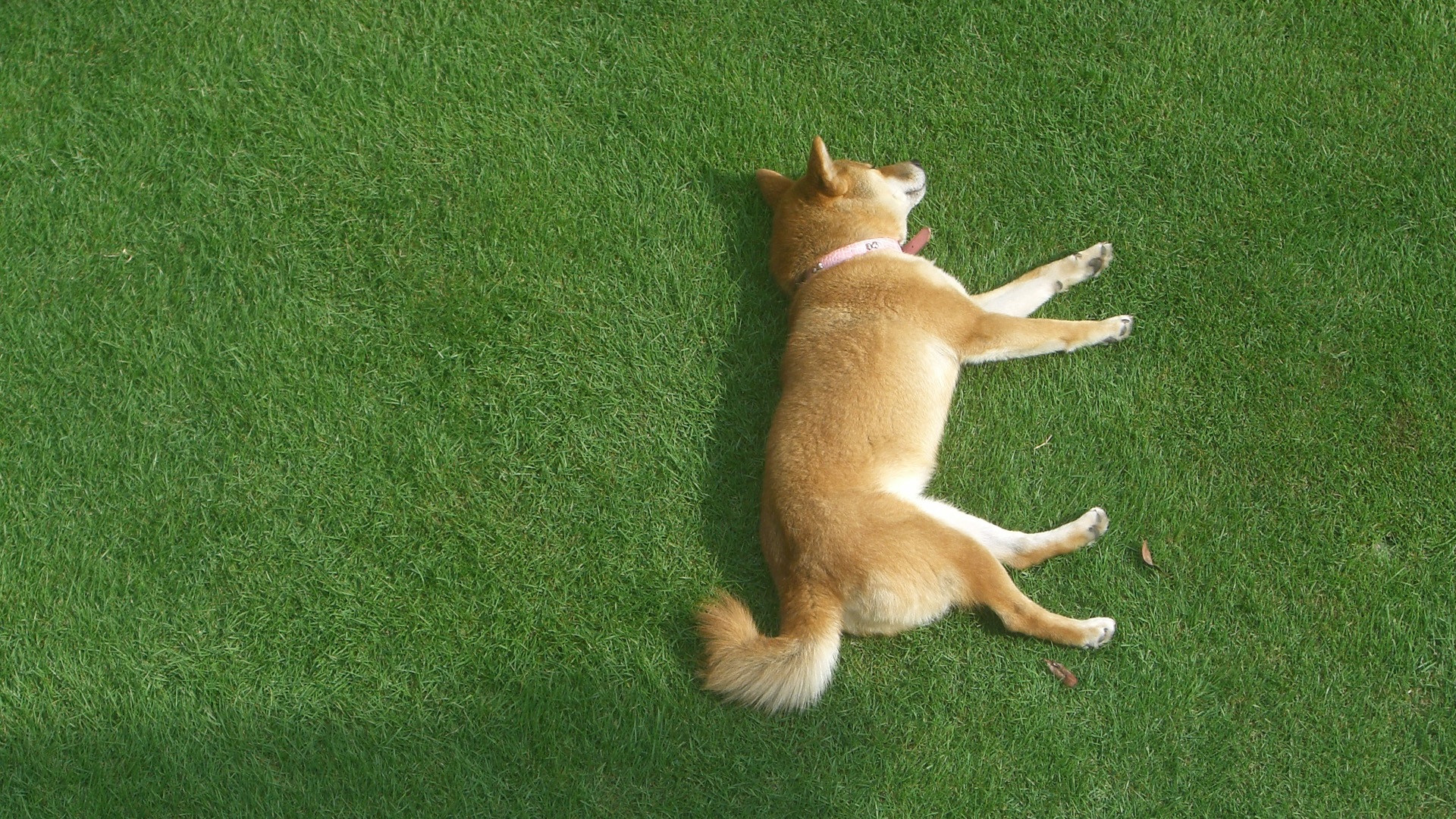 Shiba Inu is lying on the grass