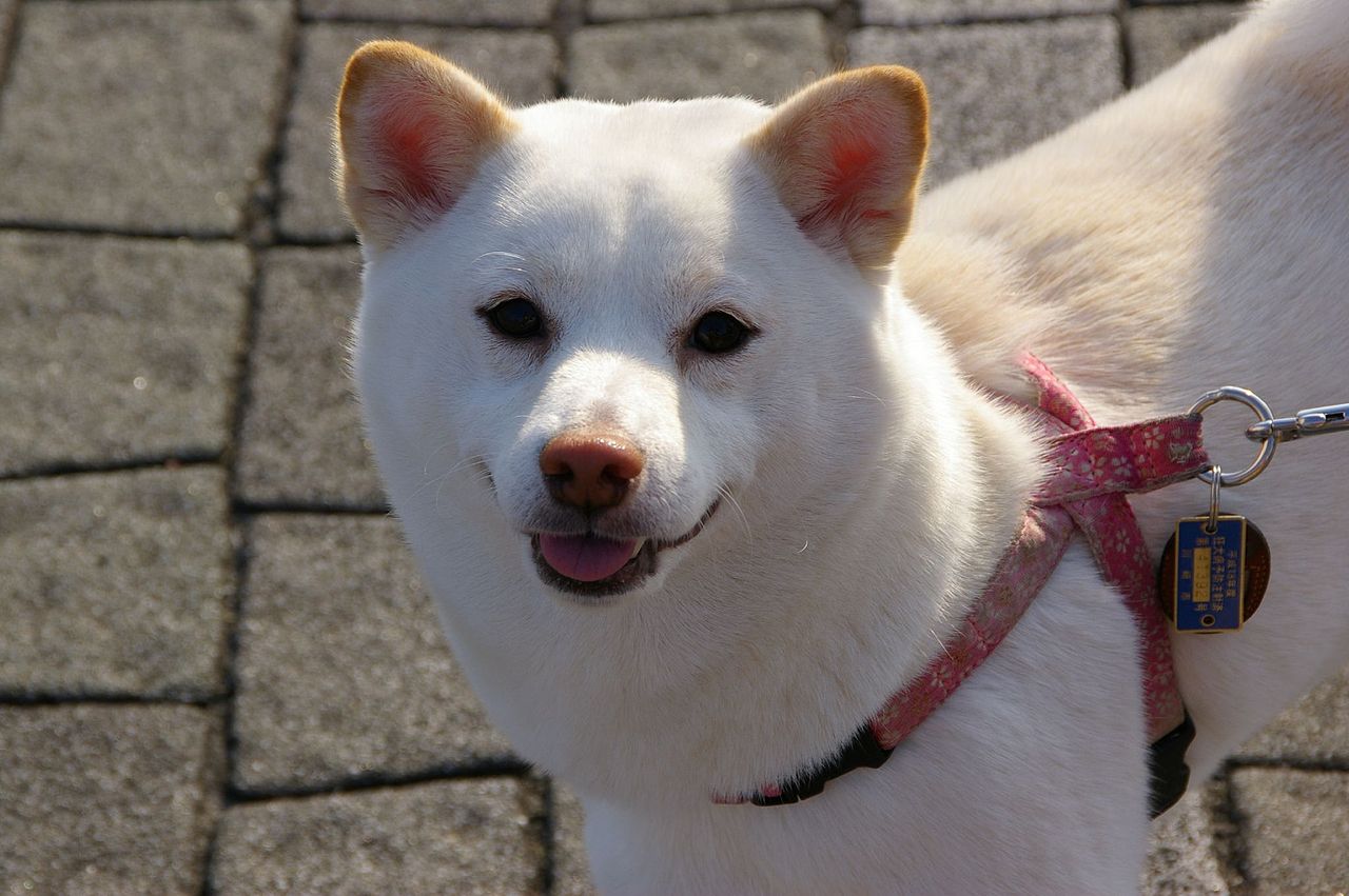 Photo: Shiba Inu not standard cream color. Individuals with this color c...