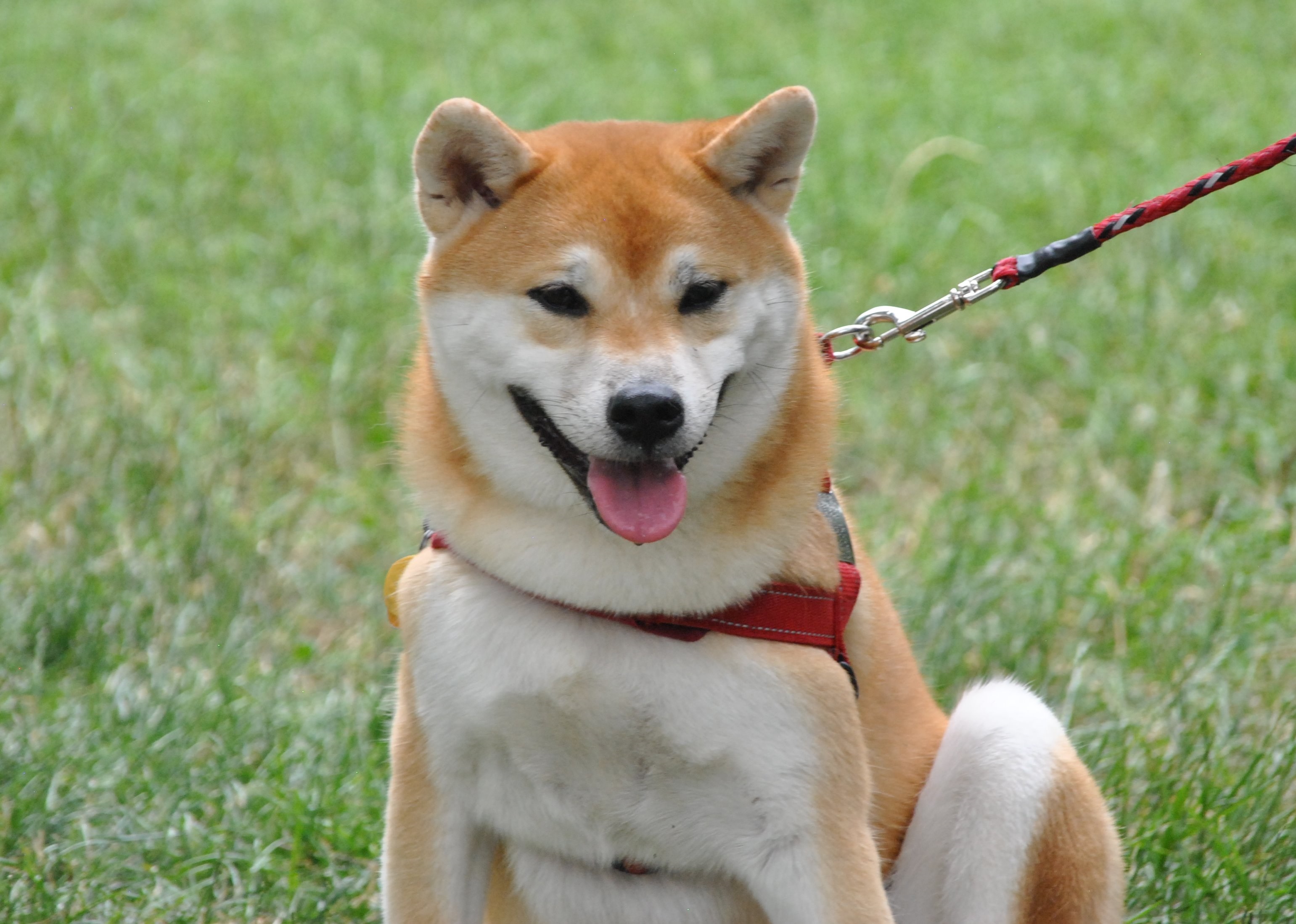 Photo: Shiba Inu dog