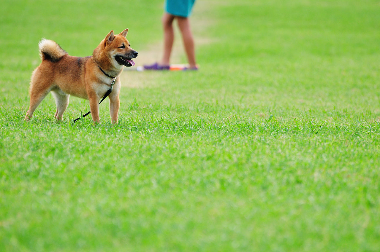Photo: Siba Inu in the Park