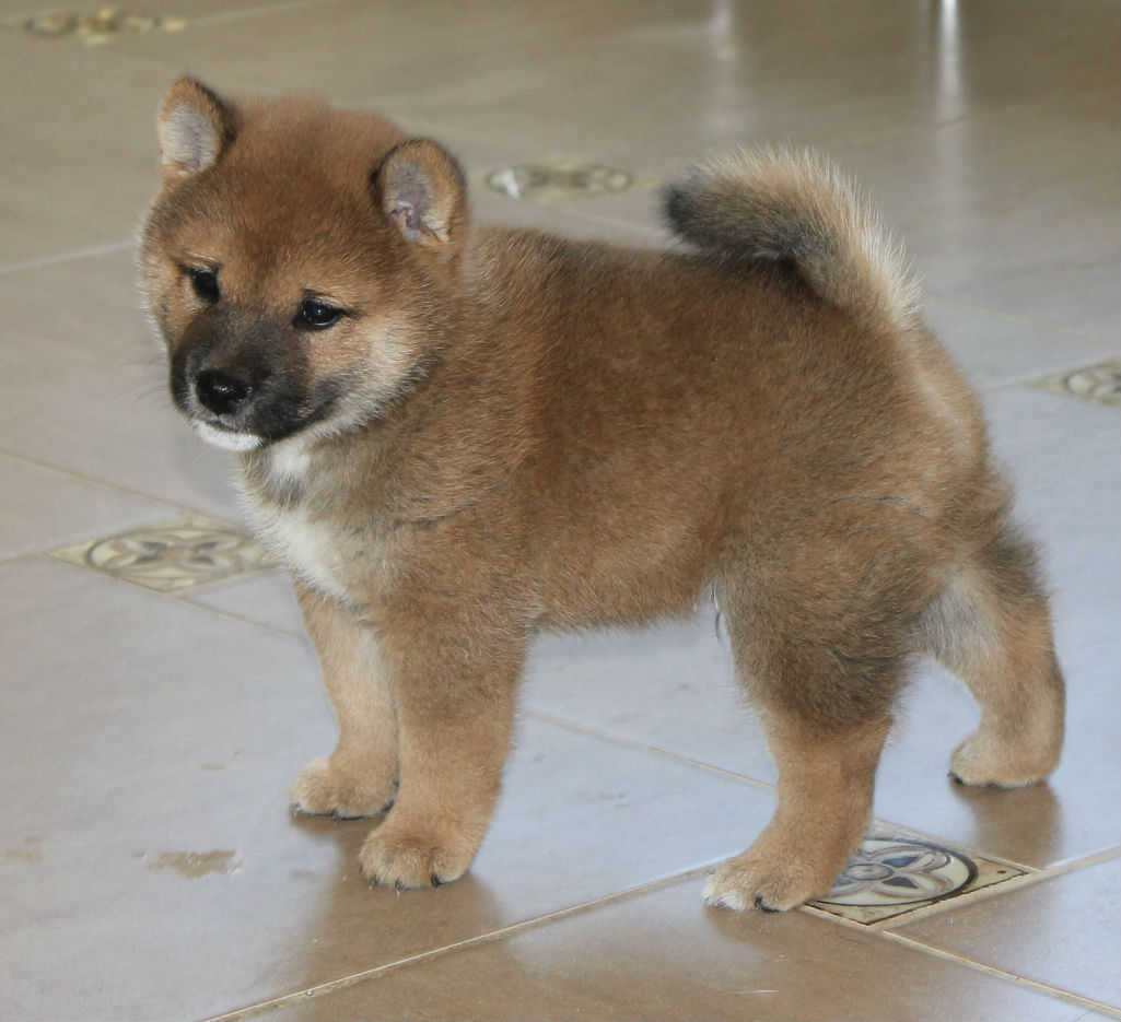 Anak anjing Shiba Inu