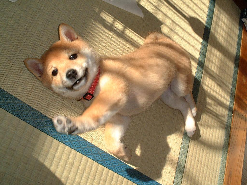 Anak anjing Shiba Inu