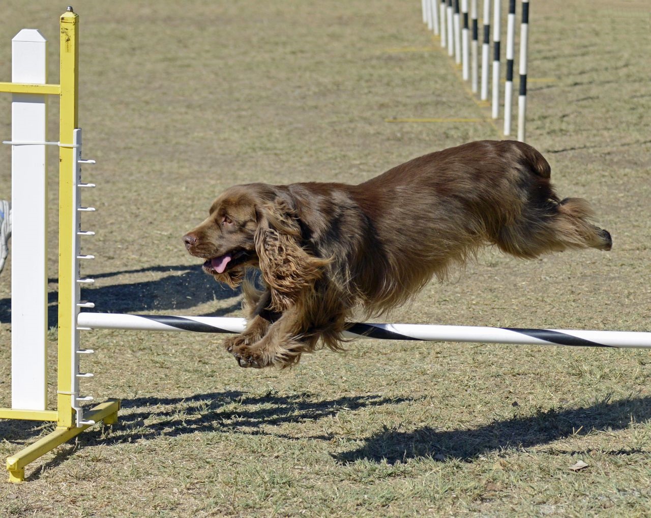 Sussex Spaniel in competition